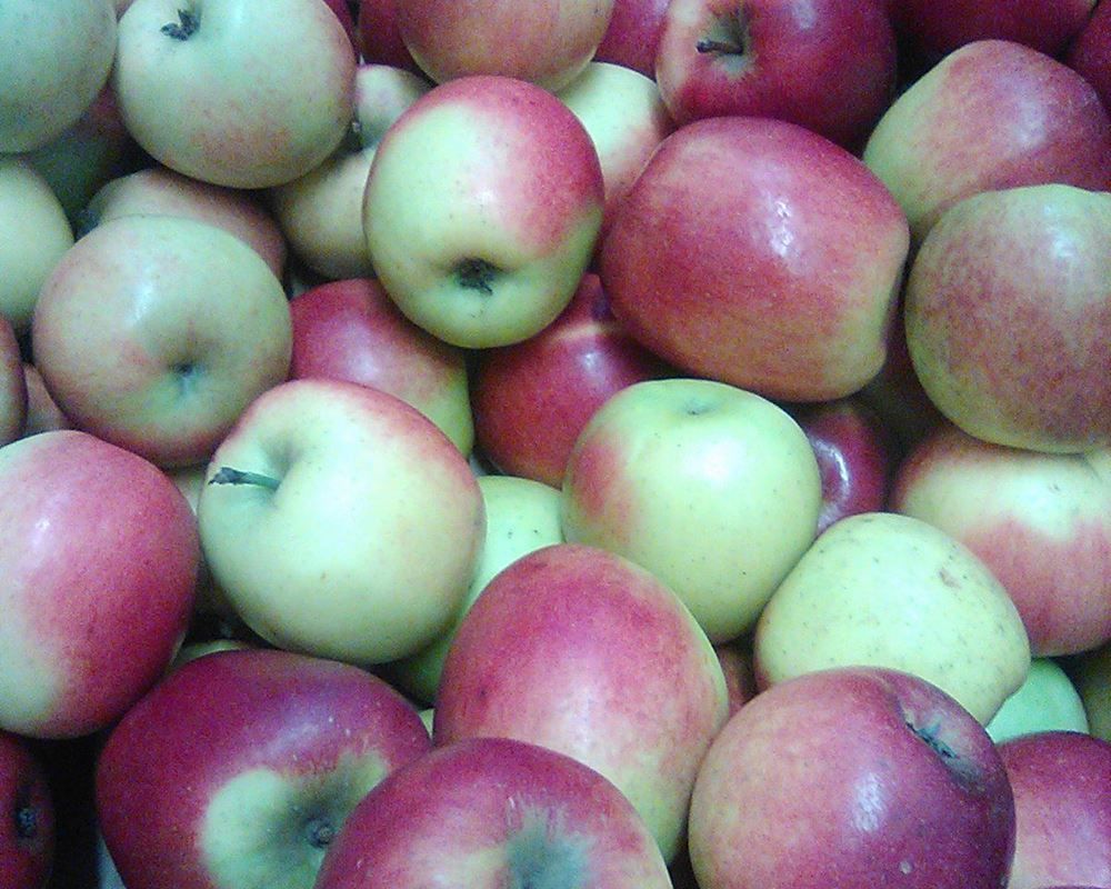 Fruit