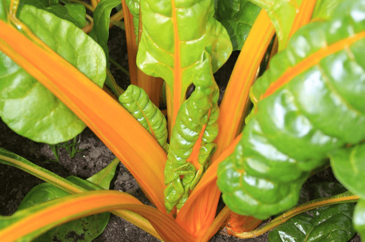 Chard [Orange Sunset] 