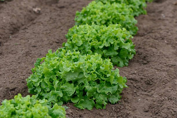 Organic Lettuce