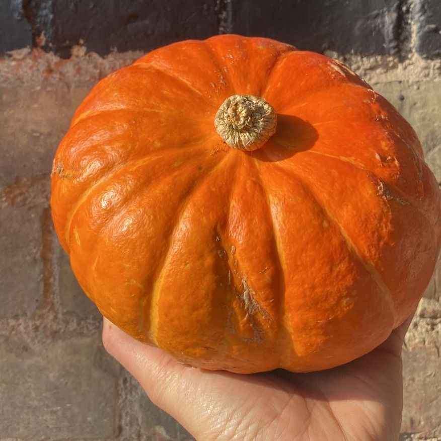 Uchi Kuri Squash