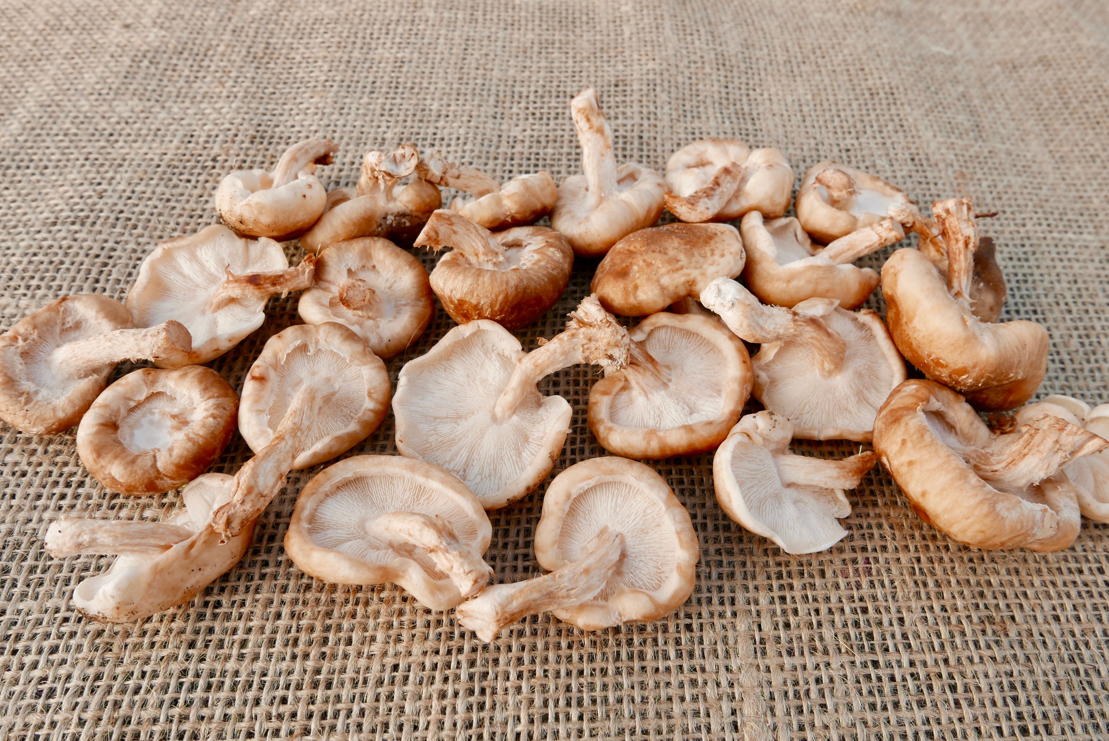 Image of Shiitake Mushrooms