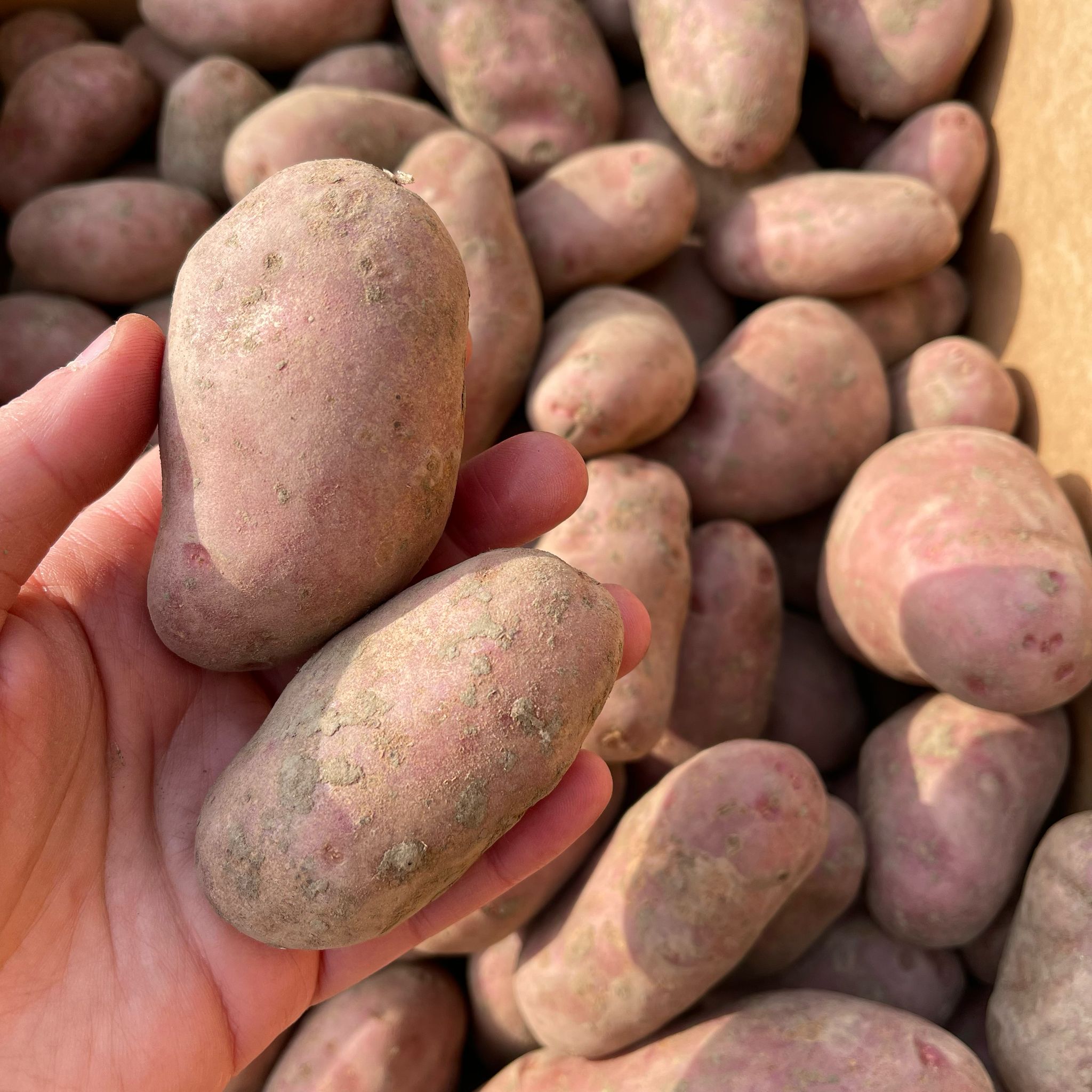 Potatoes Cherie Red
