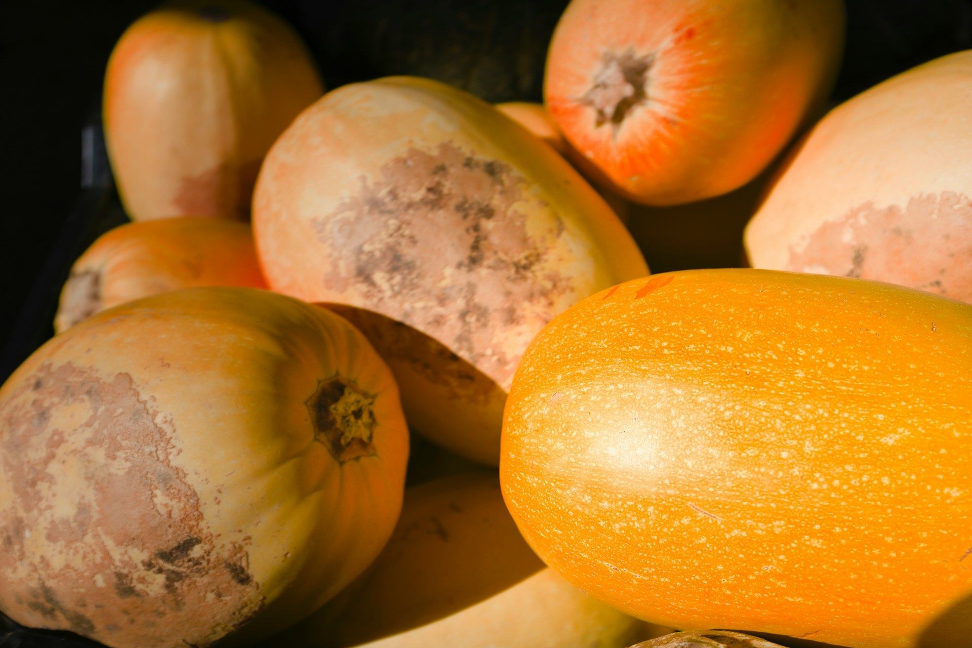 Image of Squash - Spaghetti Small
(Blaencamel)