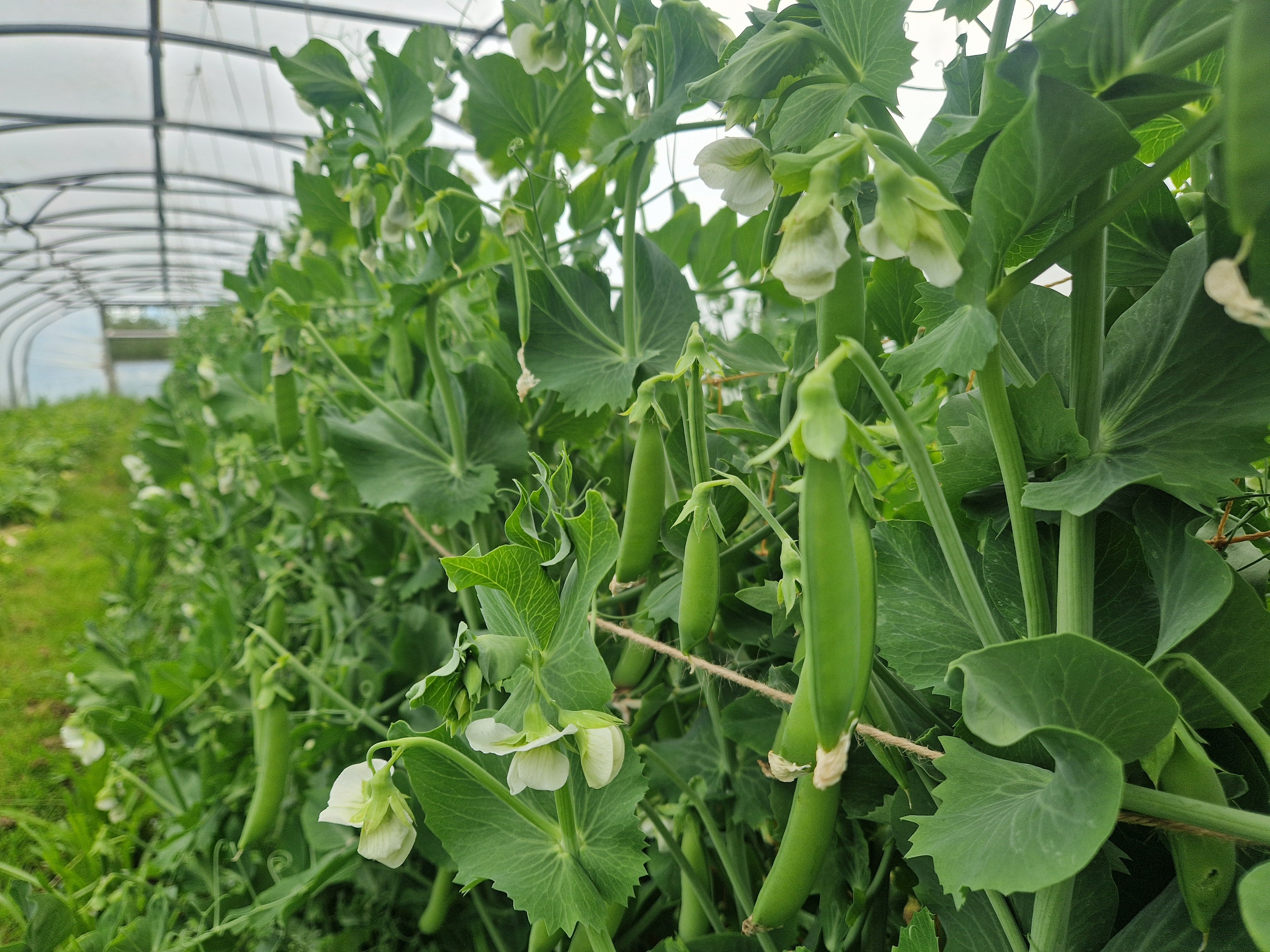 Image of Sugar Snap Peas