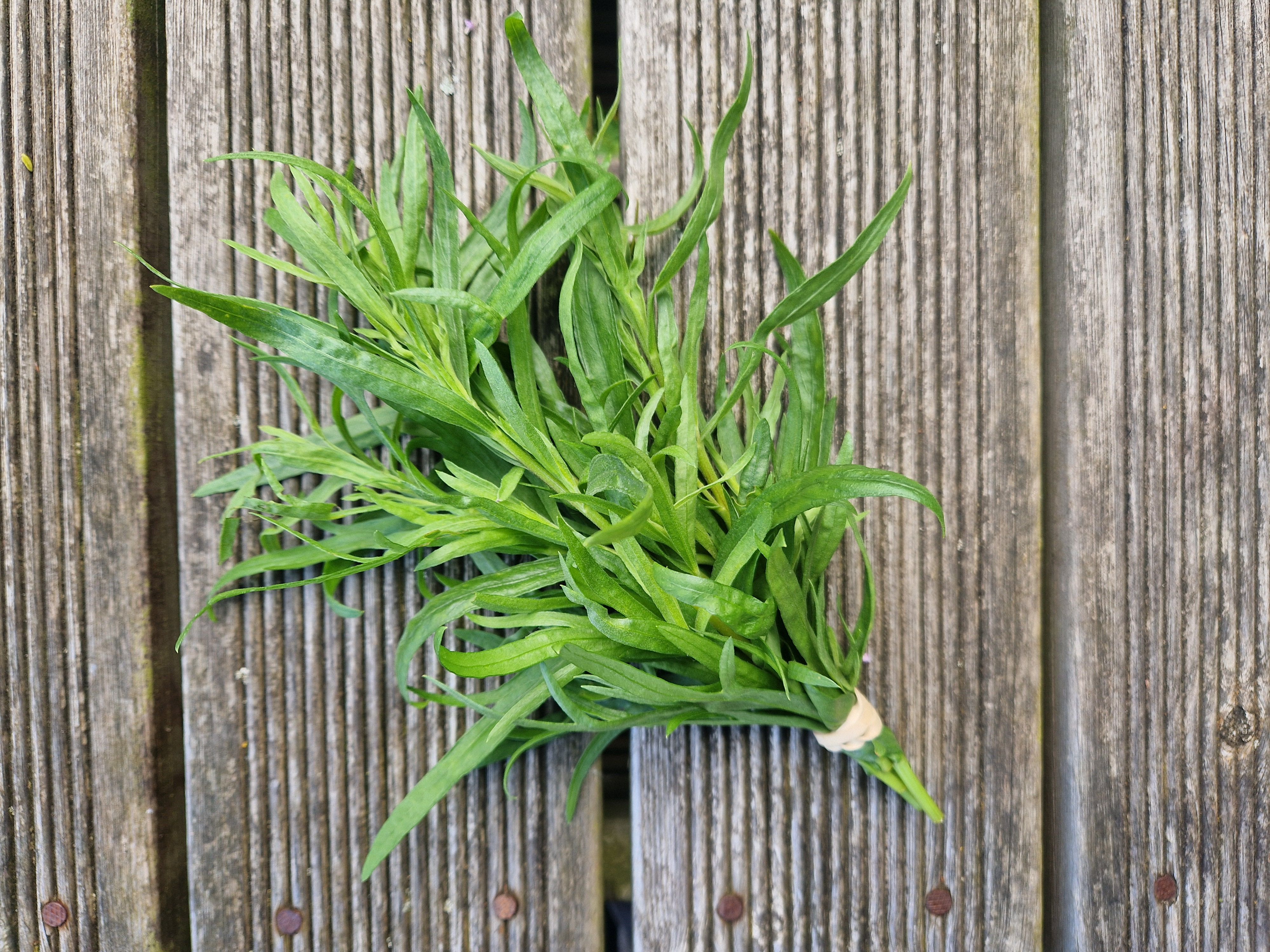 Image of French Tarragon