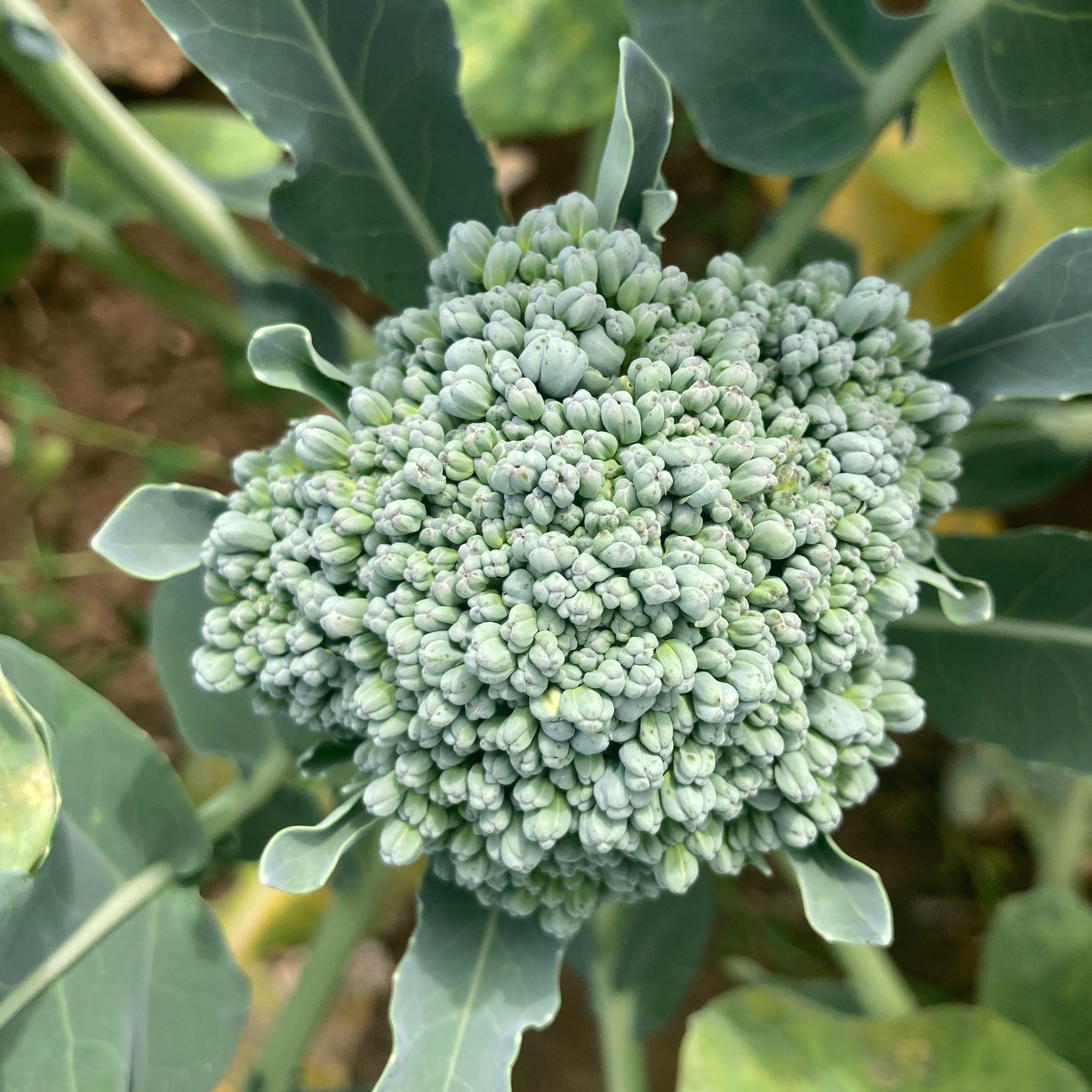 Image of Brocolettes