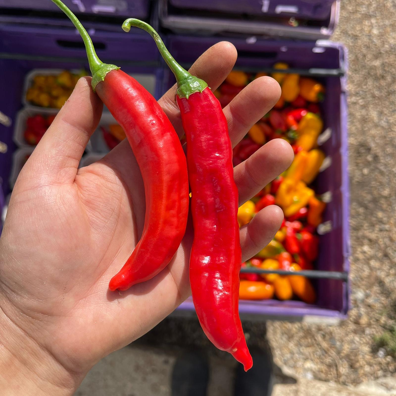 Chilli Mojo Aji
