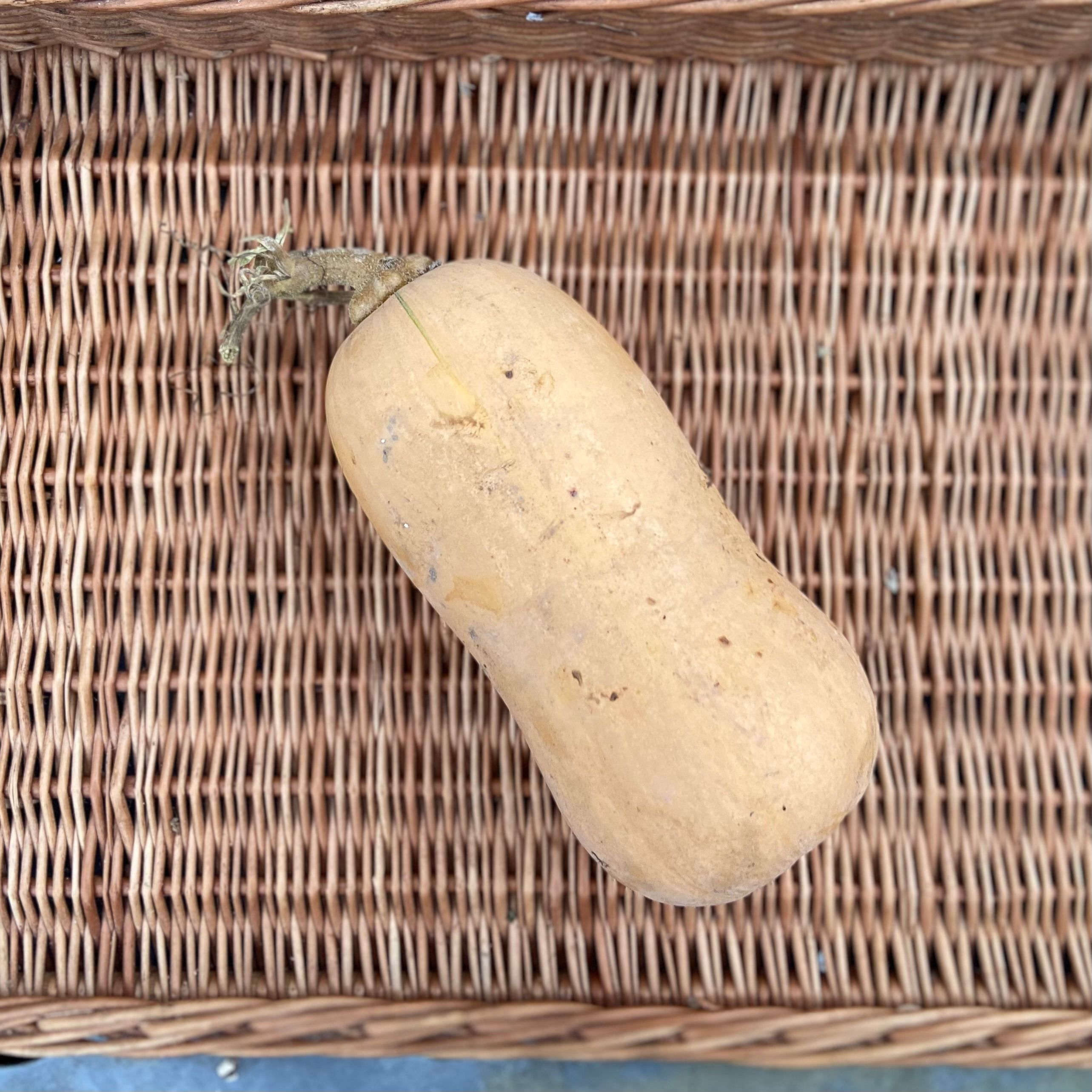 Image of Butternut Squash