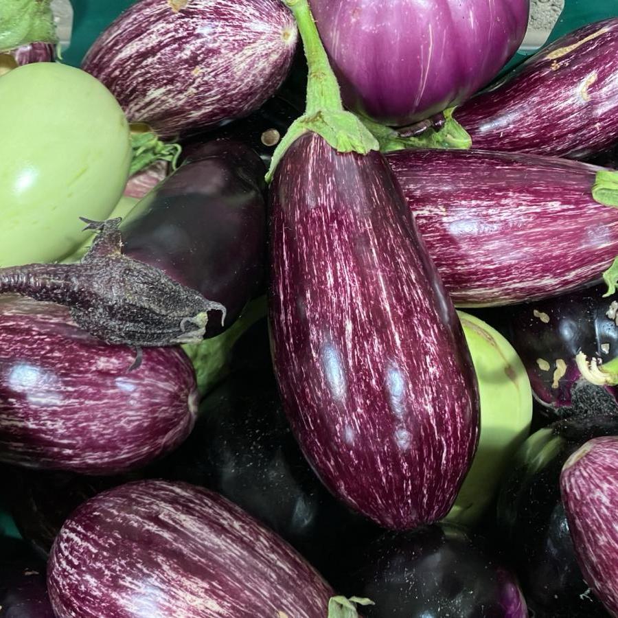 Image of Striped Aubergine