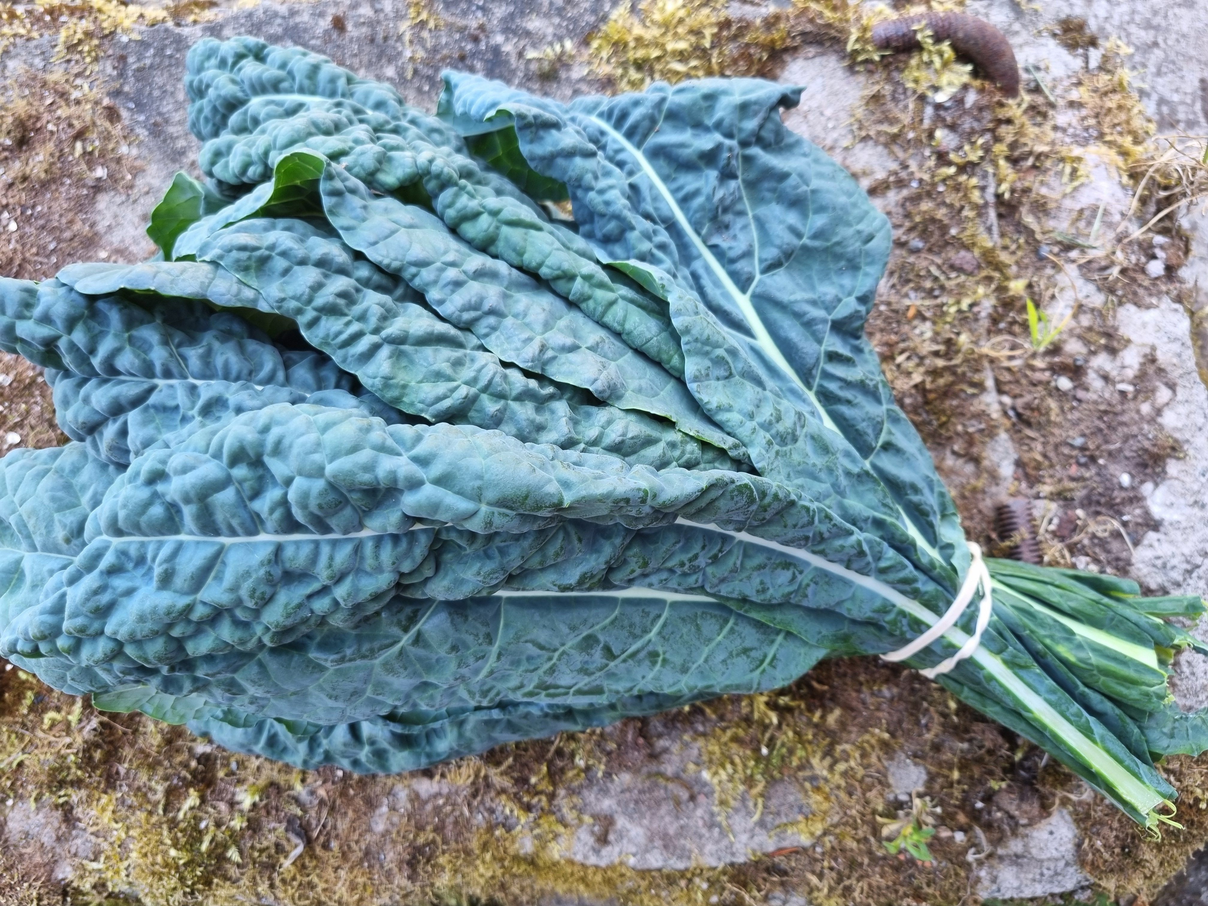  Nero Kale