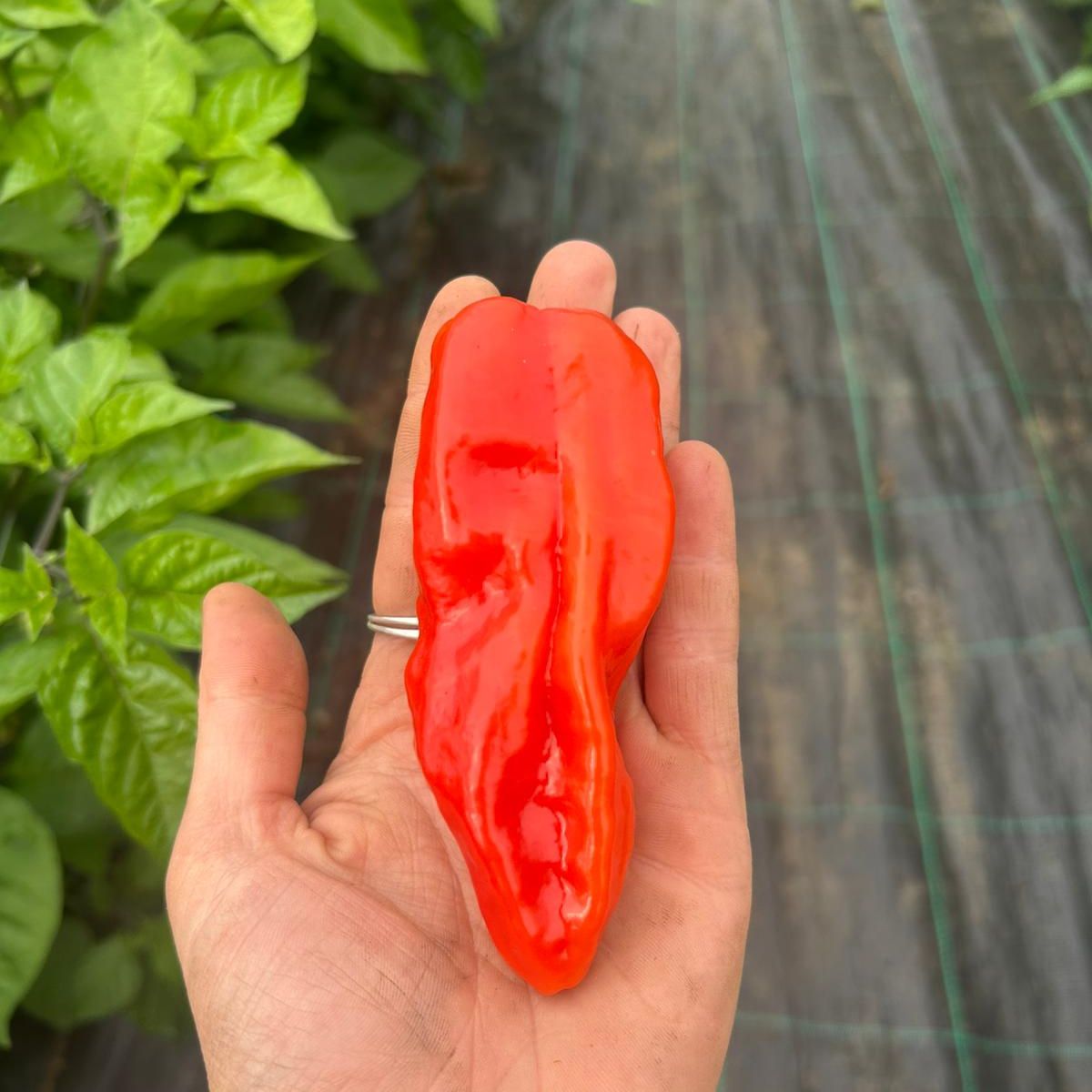 Chilli Roulette (Mild & Sweet)