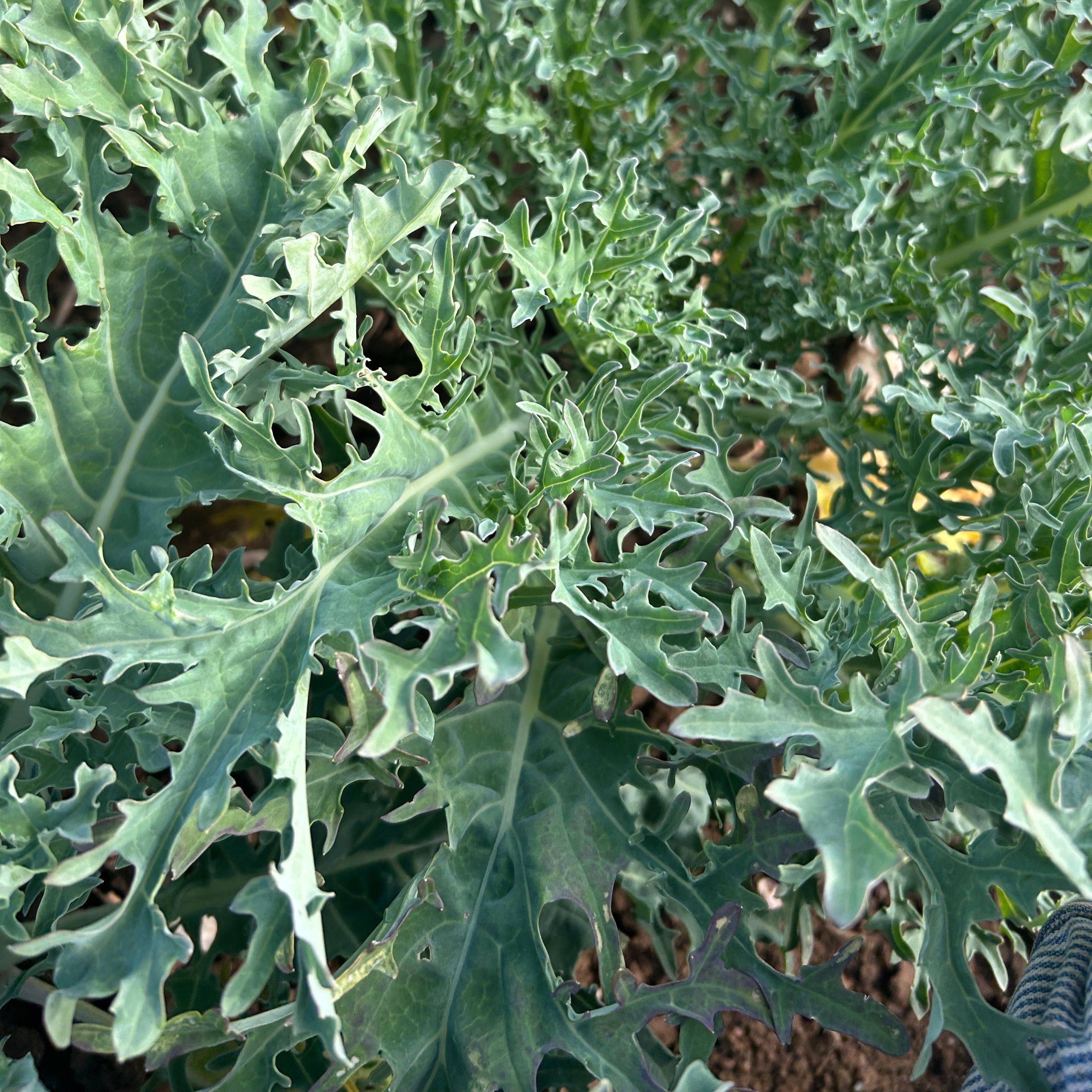 Seaweed Kale