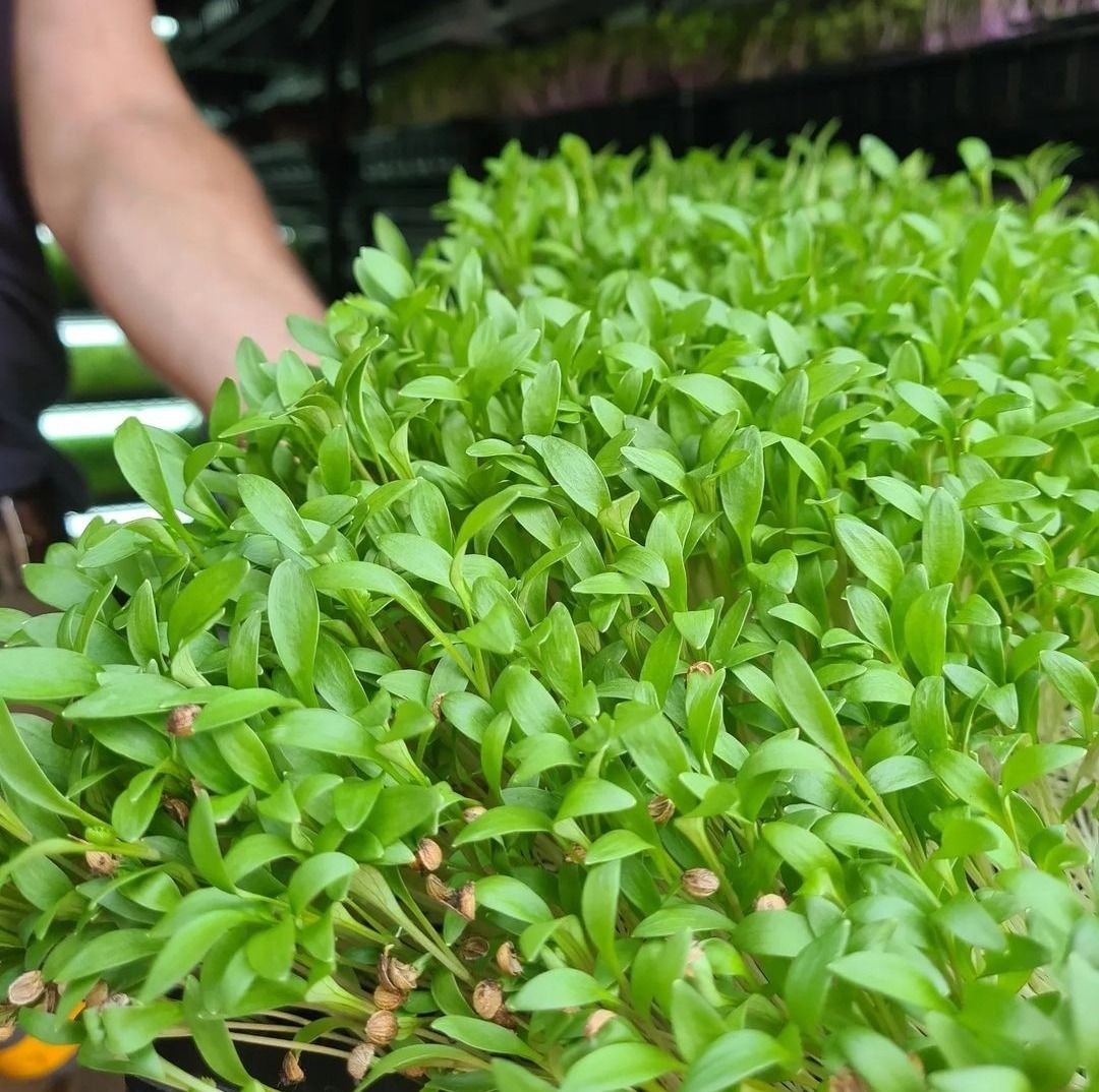 Image of Coriander Shoots