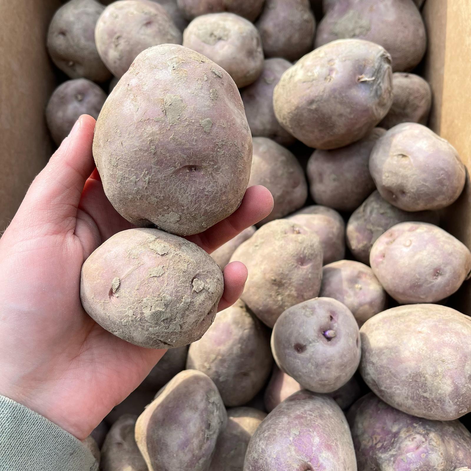 Potatoes Arran Victory