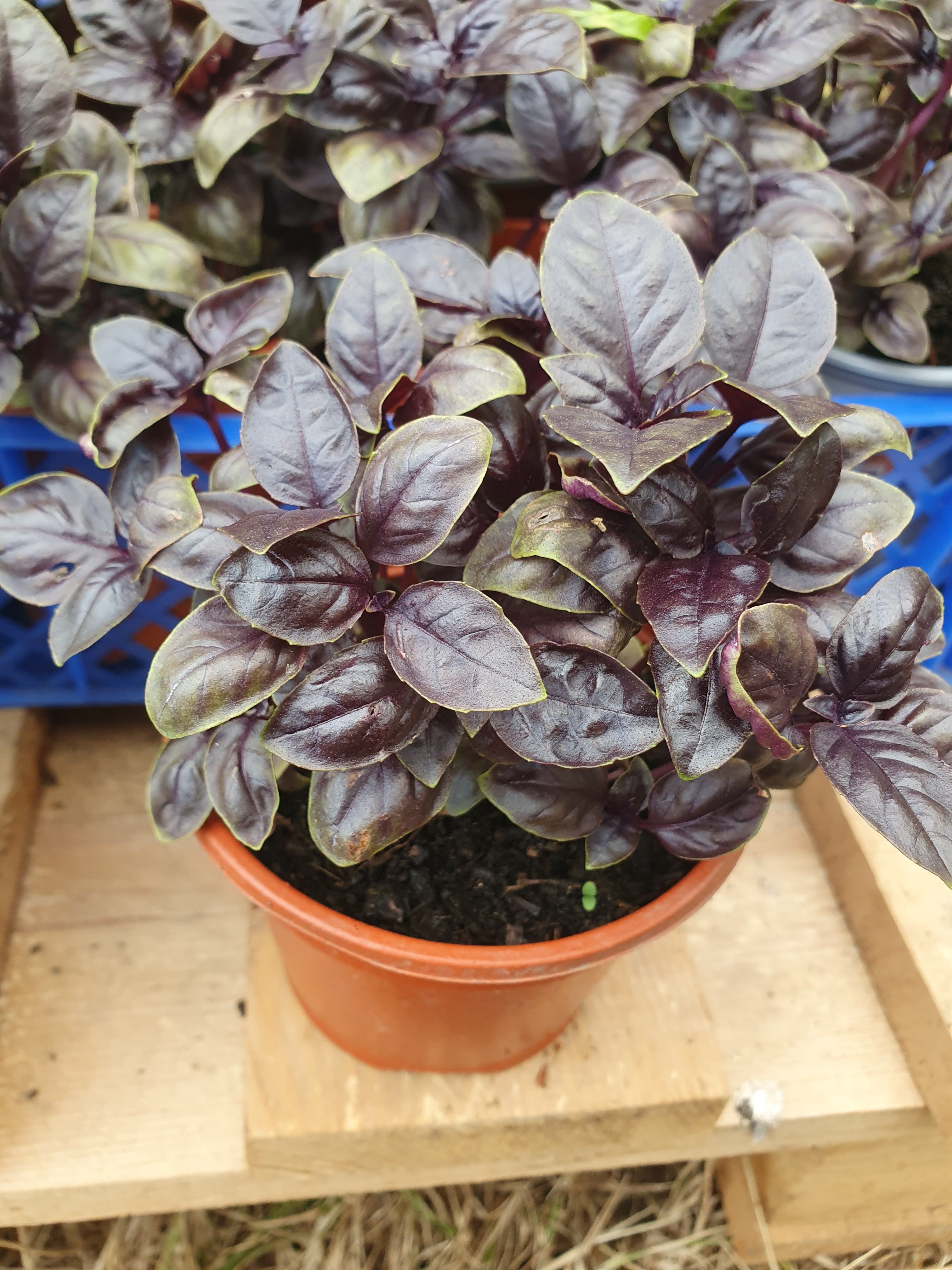 Red Basil