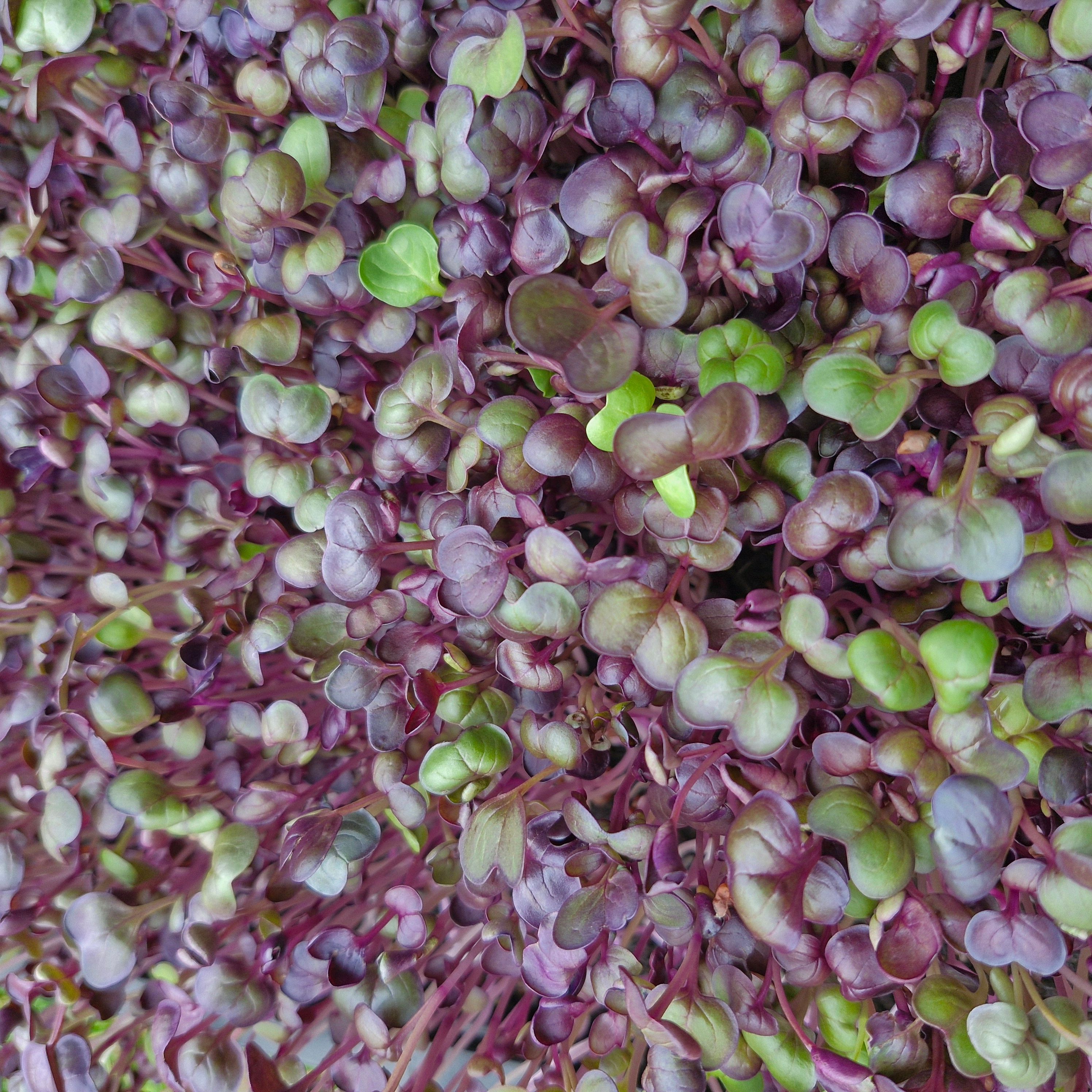 Image of Purple Radish
