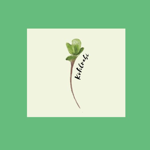 Kohlrabi Shoots