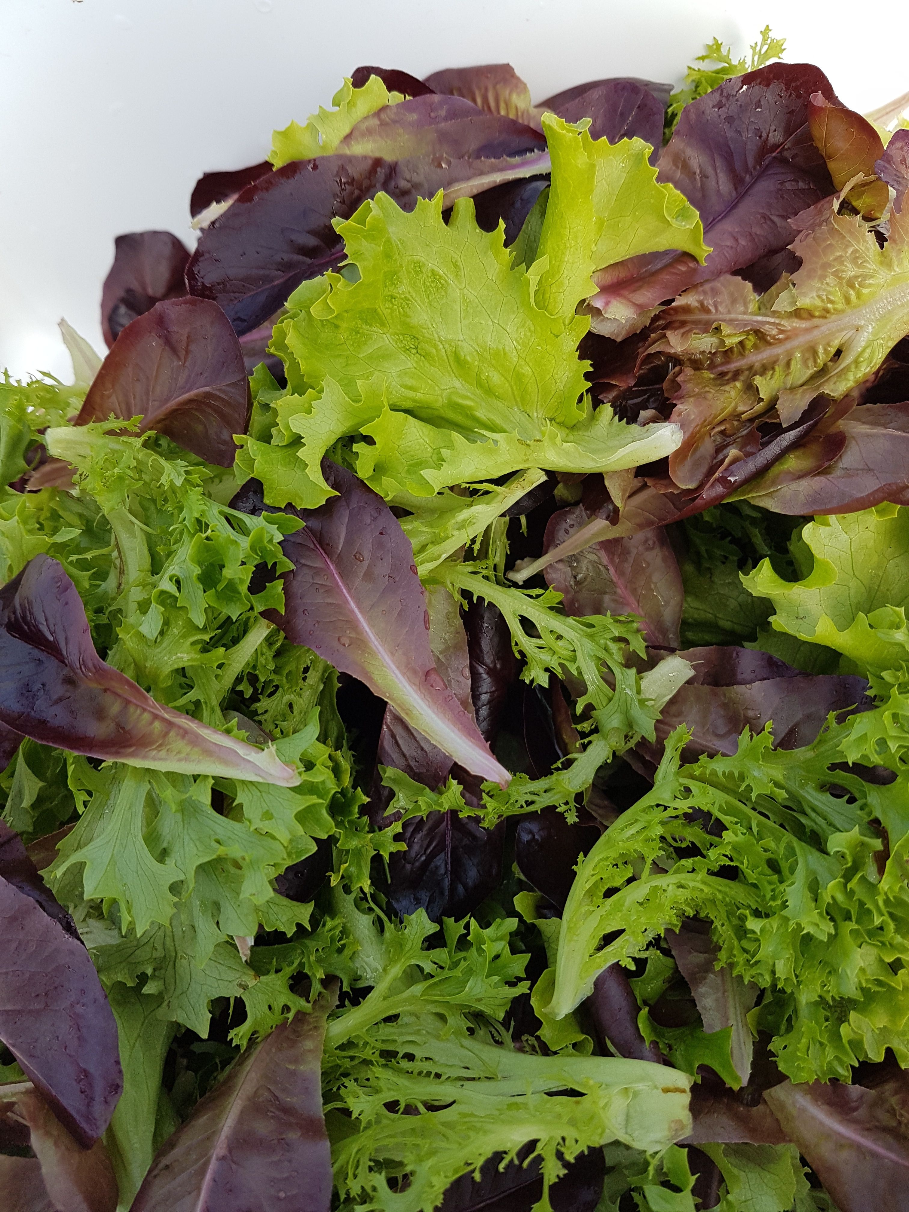 Image of Mixed Lettuce Leaves