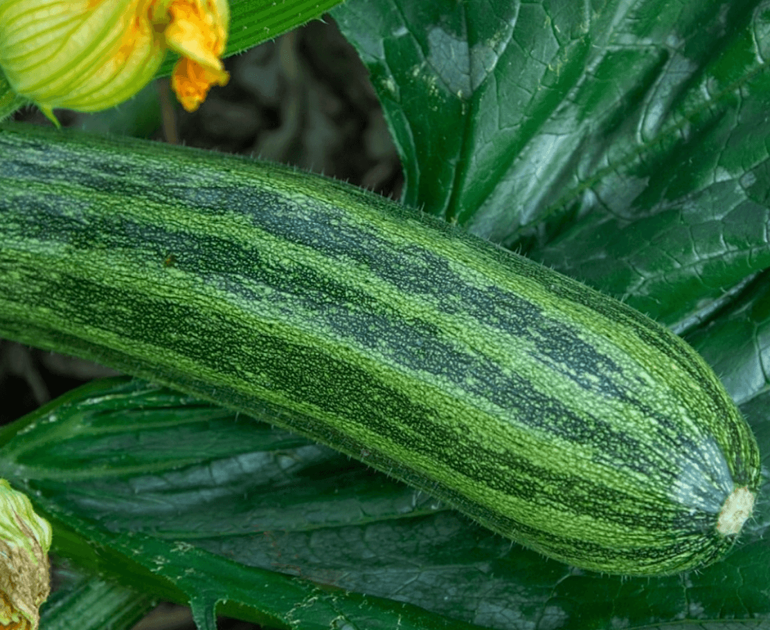 Courgettes [Striato D'Italia]
