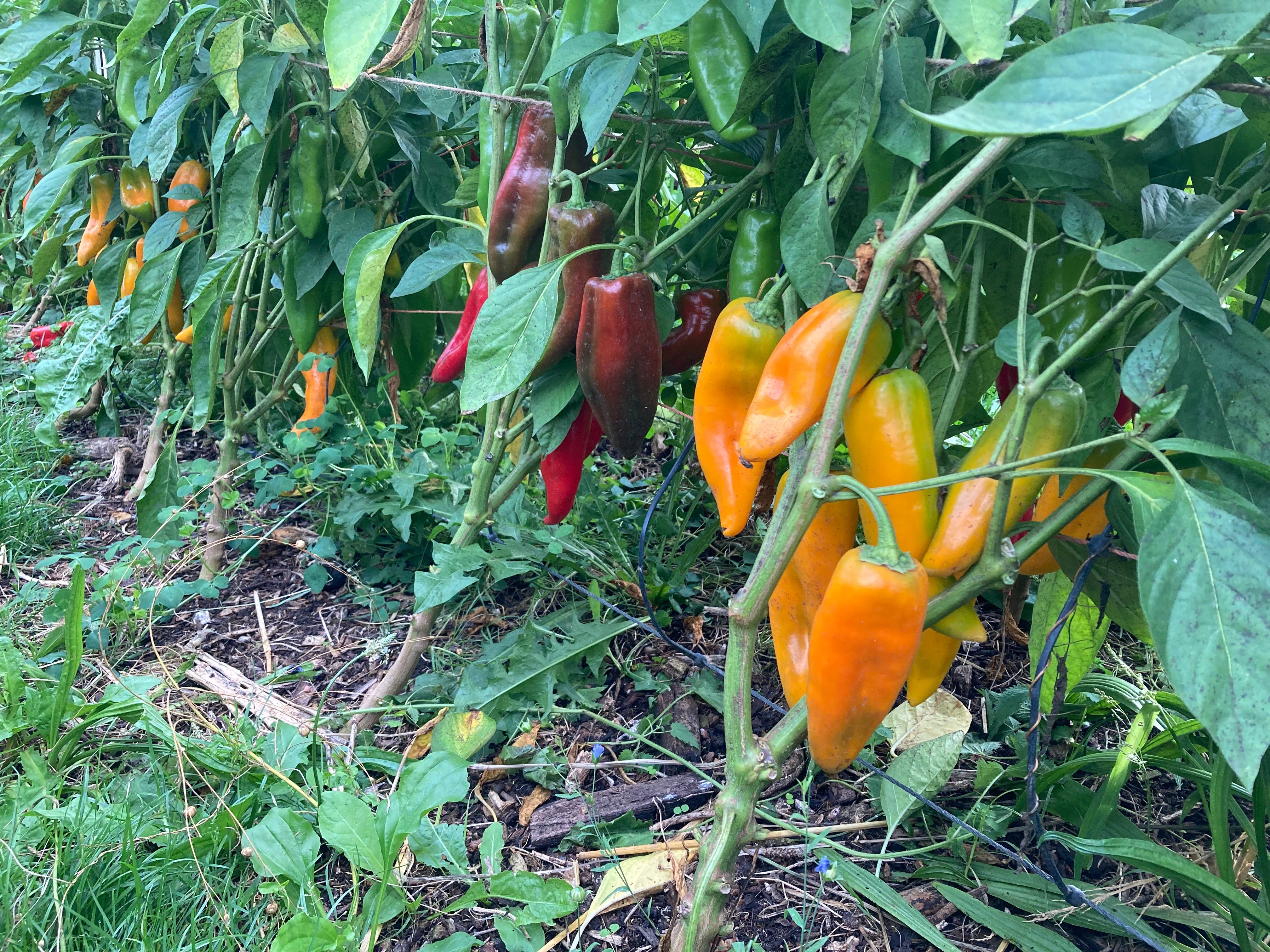 Image of Peppers Golden