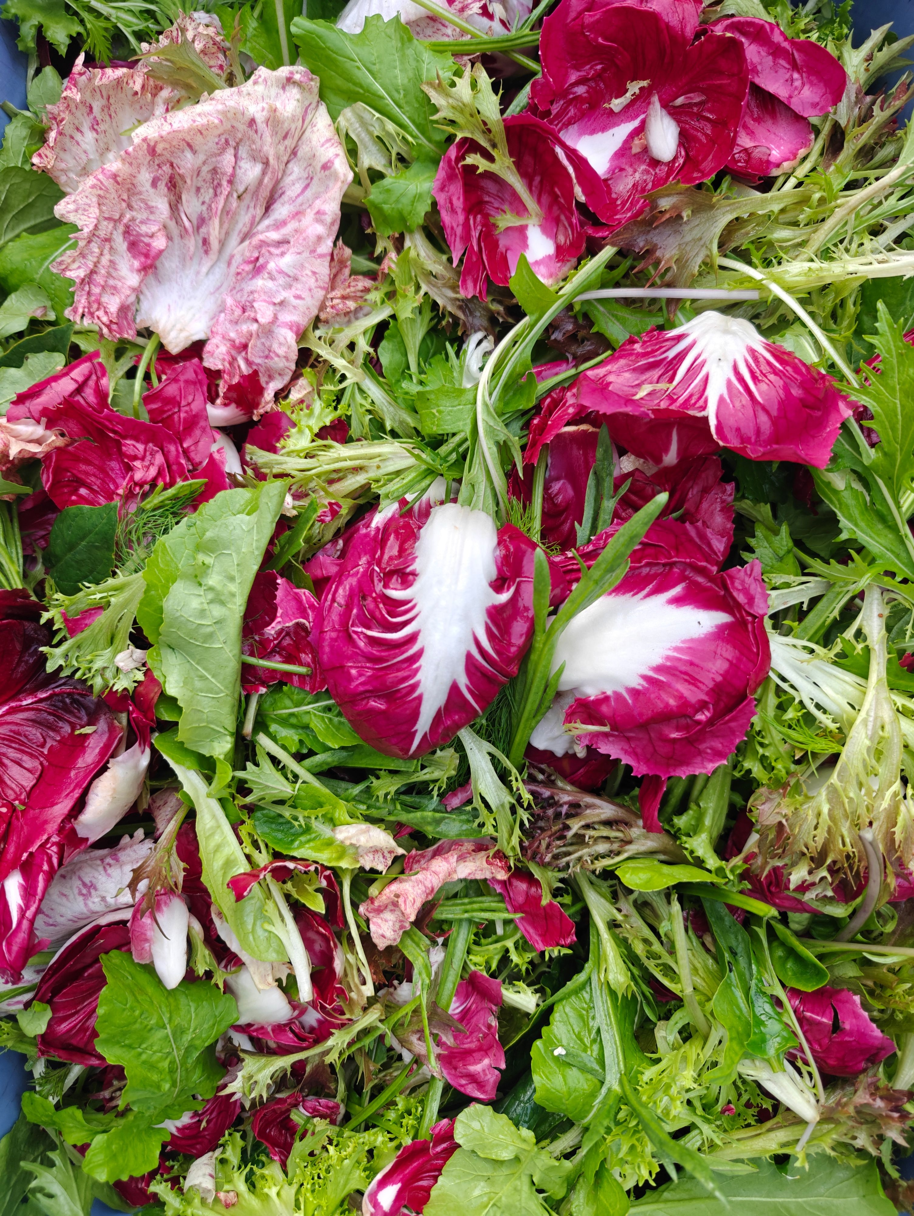 Image of Salad