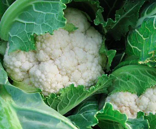 Cauliflower