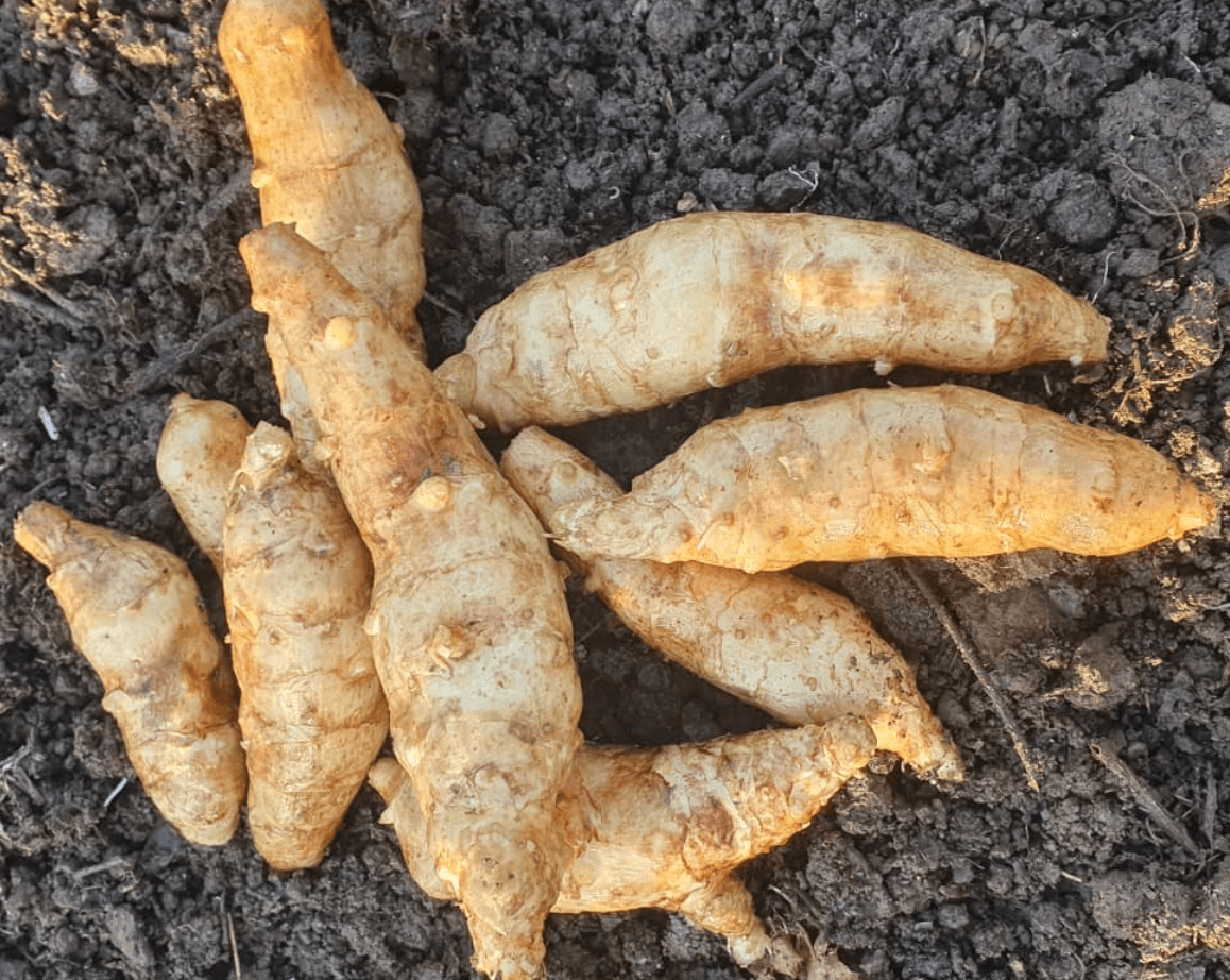 Image of Jerusalem Artichoke