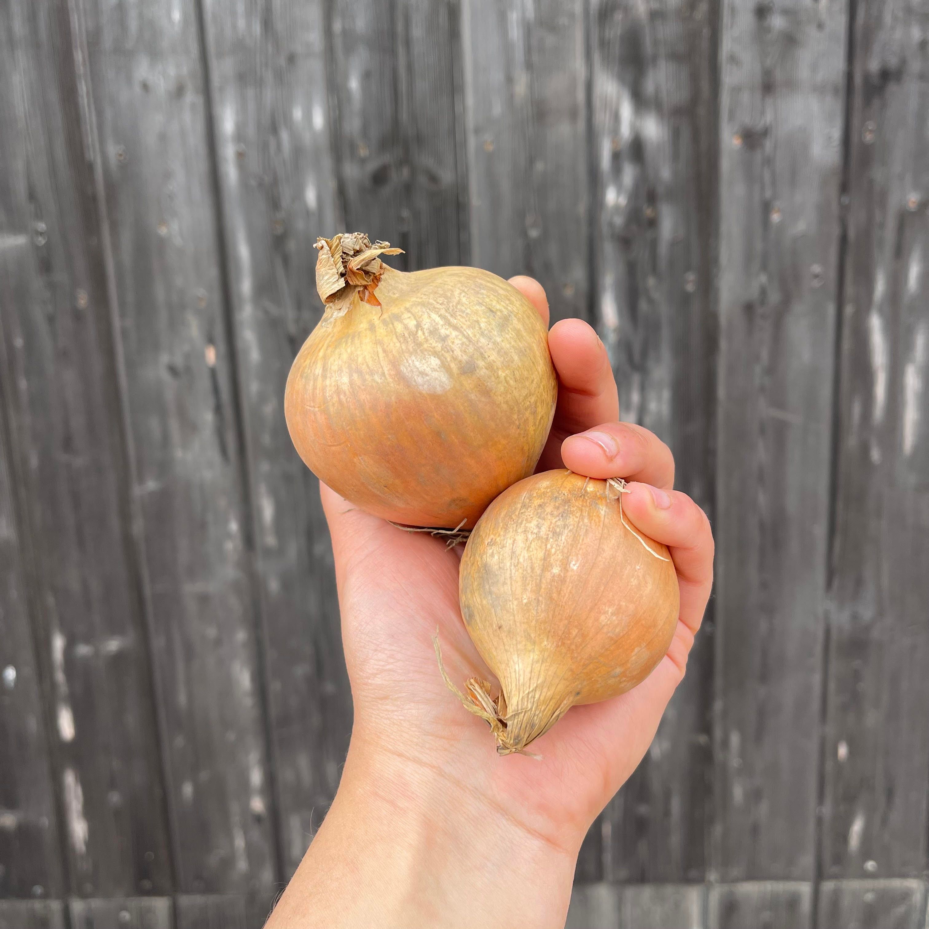 Yellow Onions