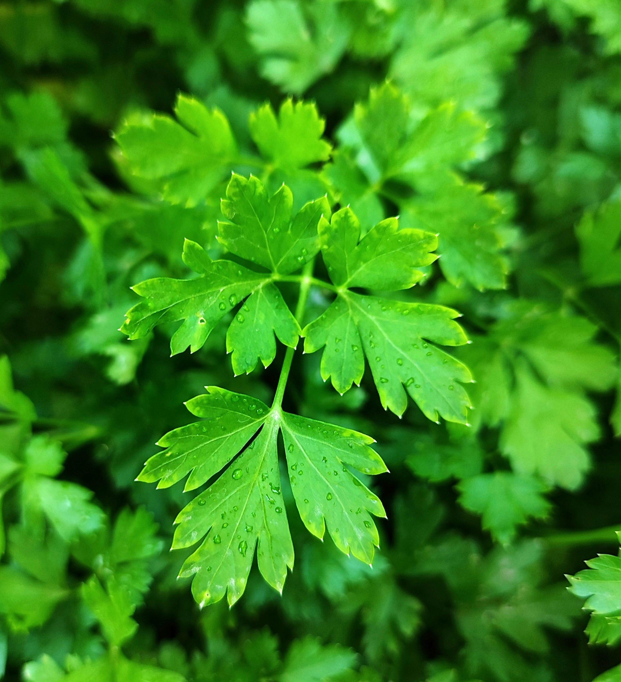 Image of Parsley, Flat
