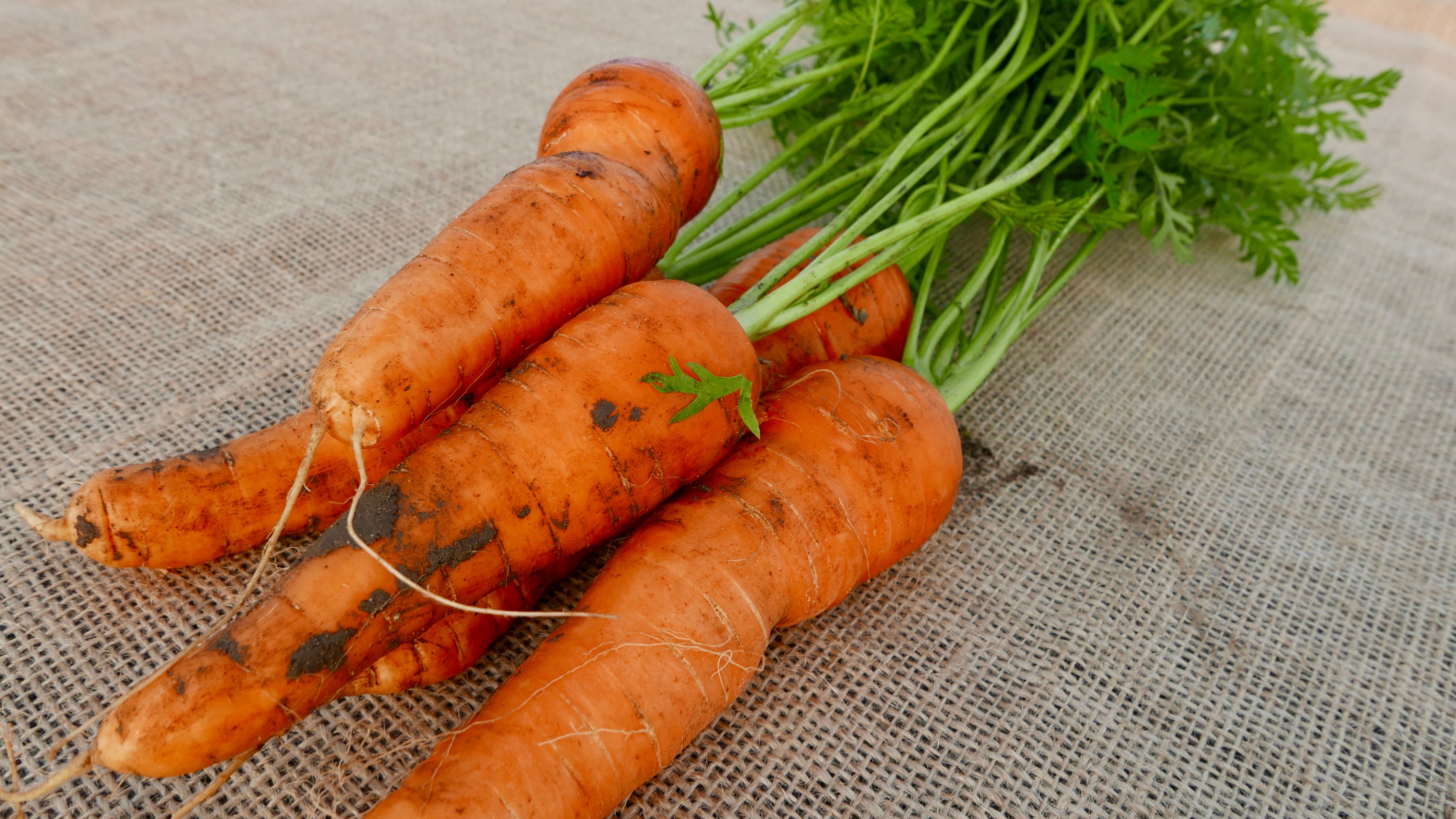 Image of Bunched Carrots