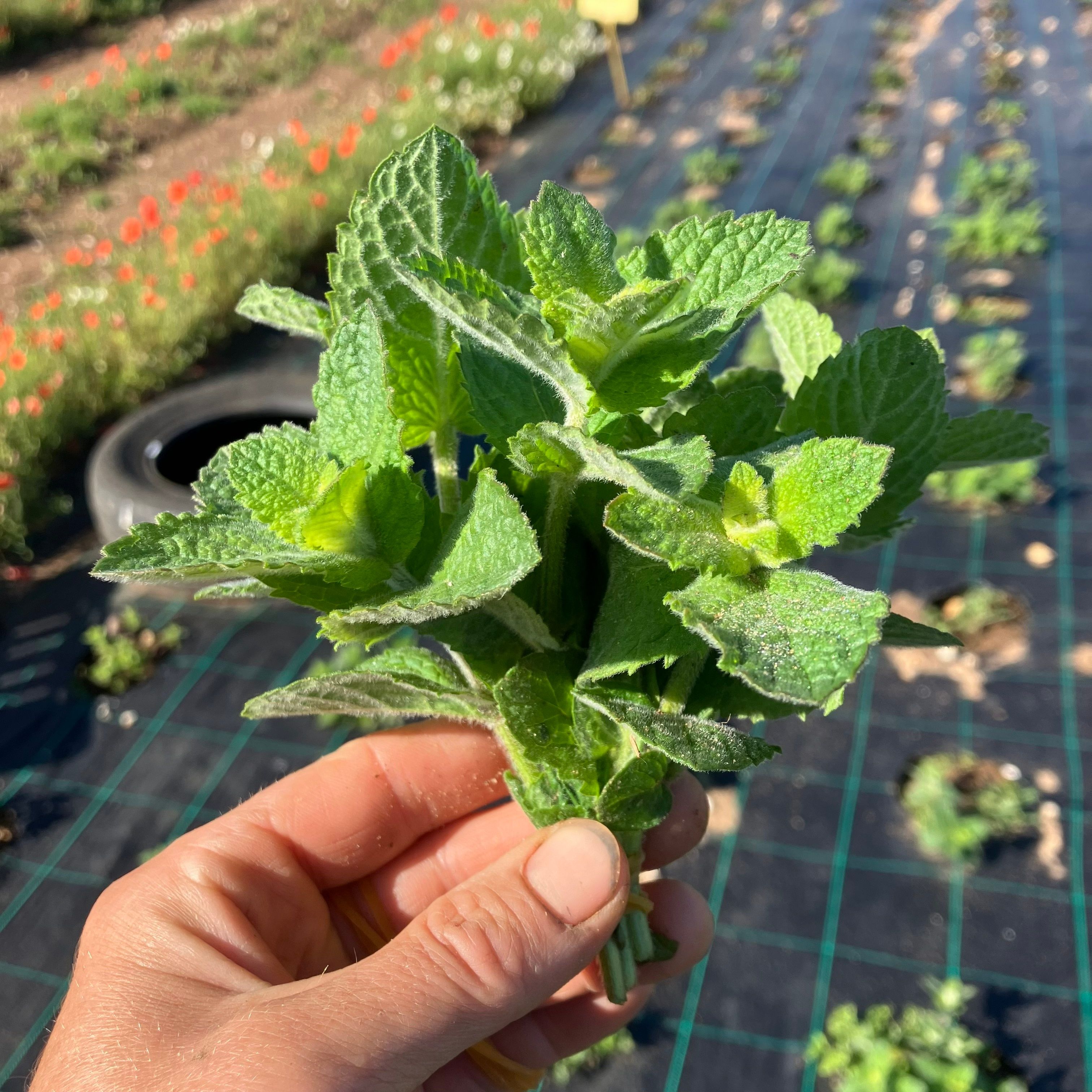 Image of Apple Mint