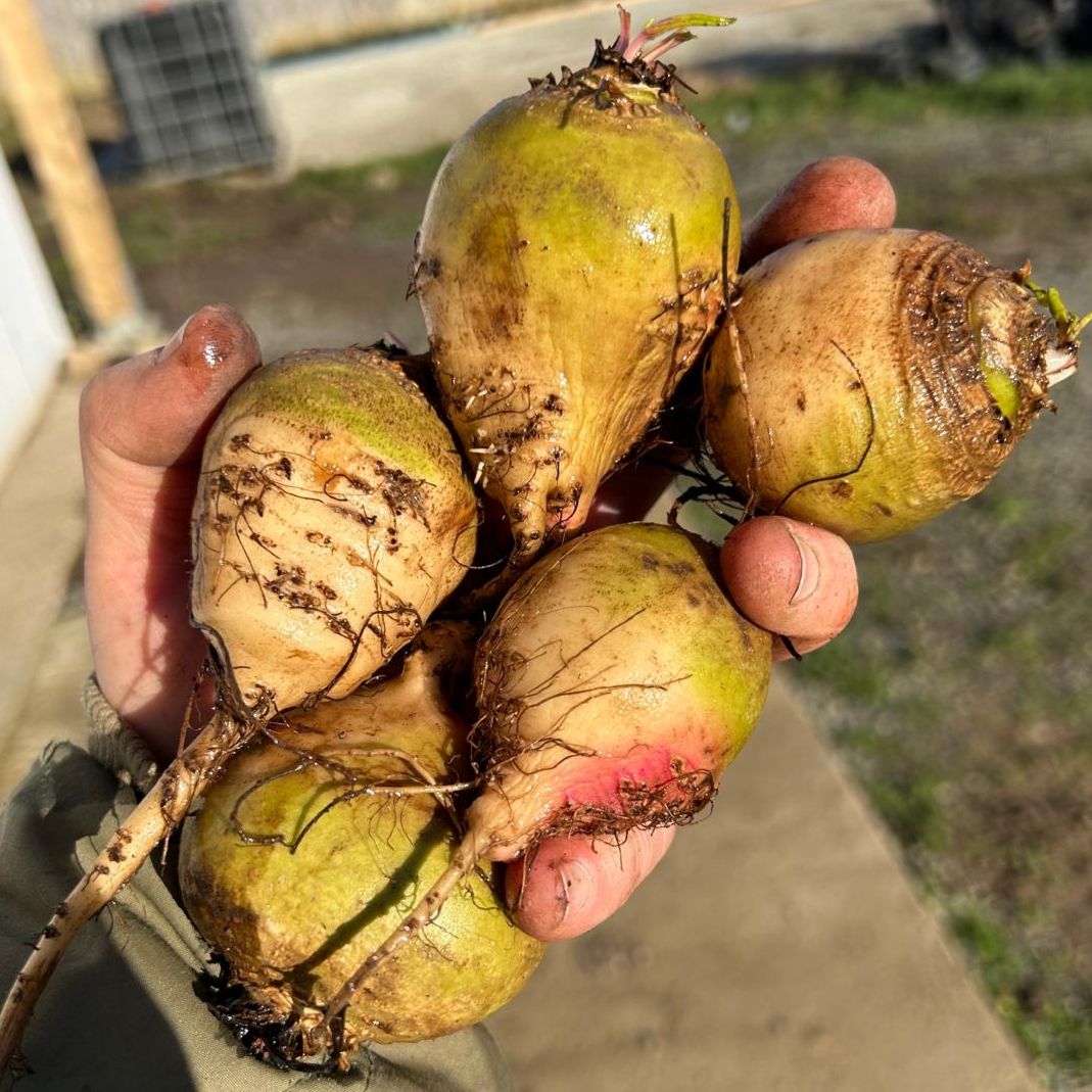 Image of Avalanche Beetroots