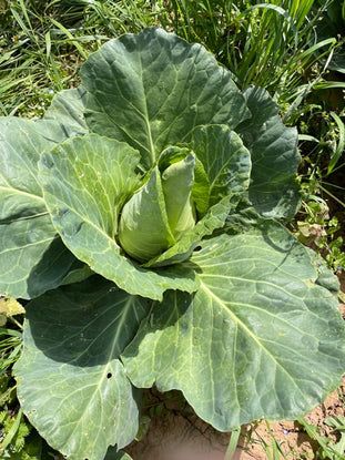Pointed Cabbage