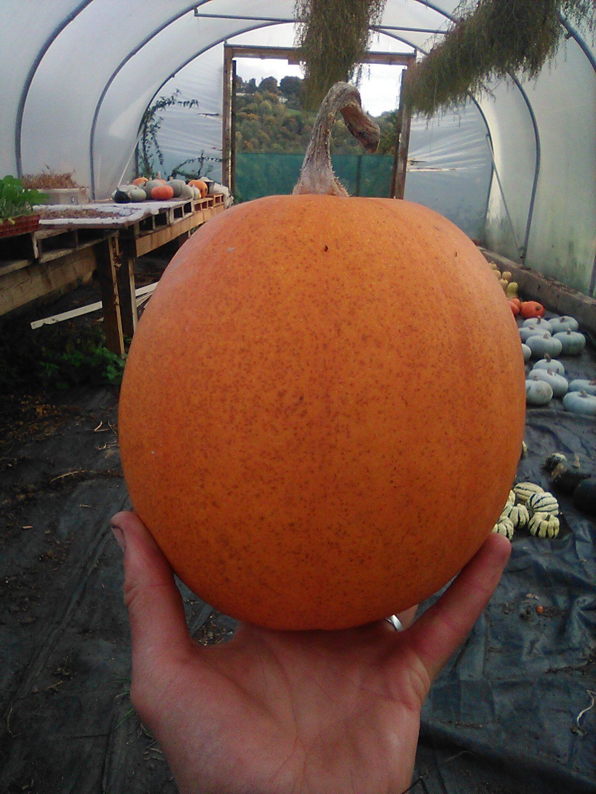 Pumpkin, Small