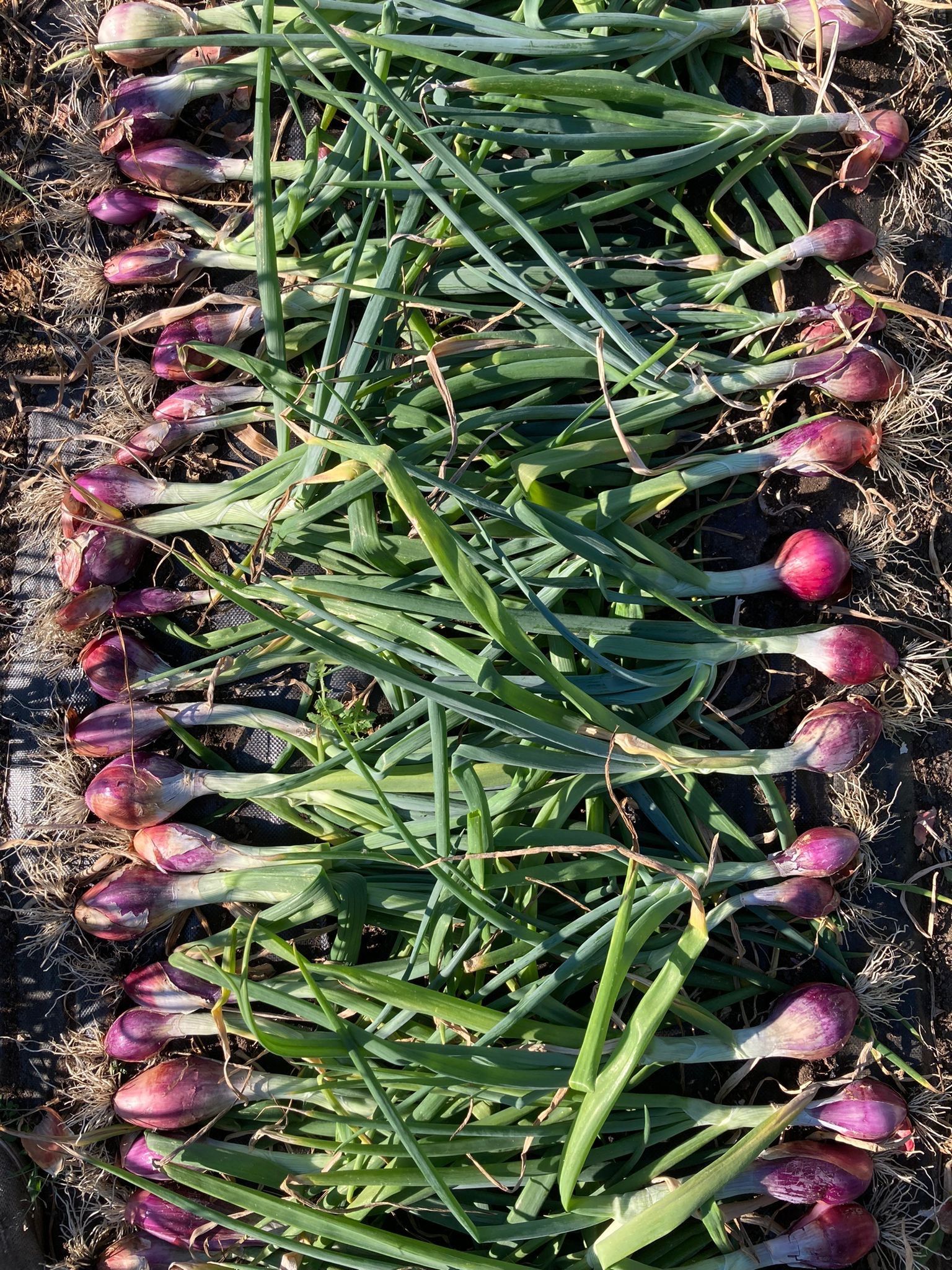 Image of Tropea Onions (600g)