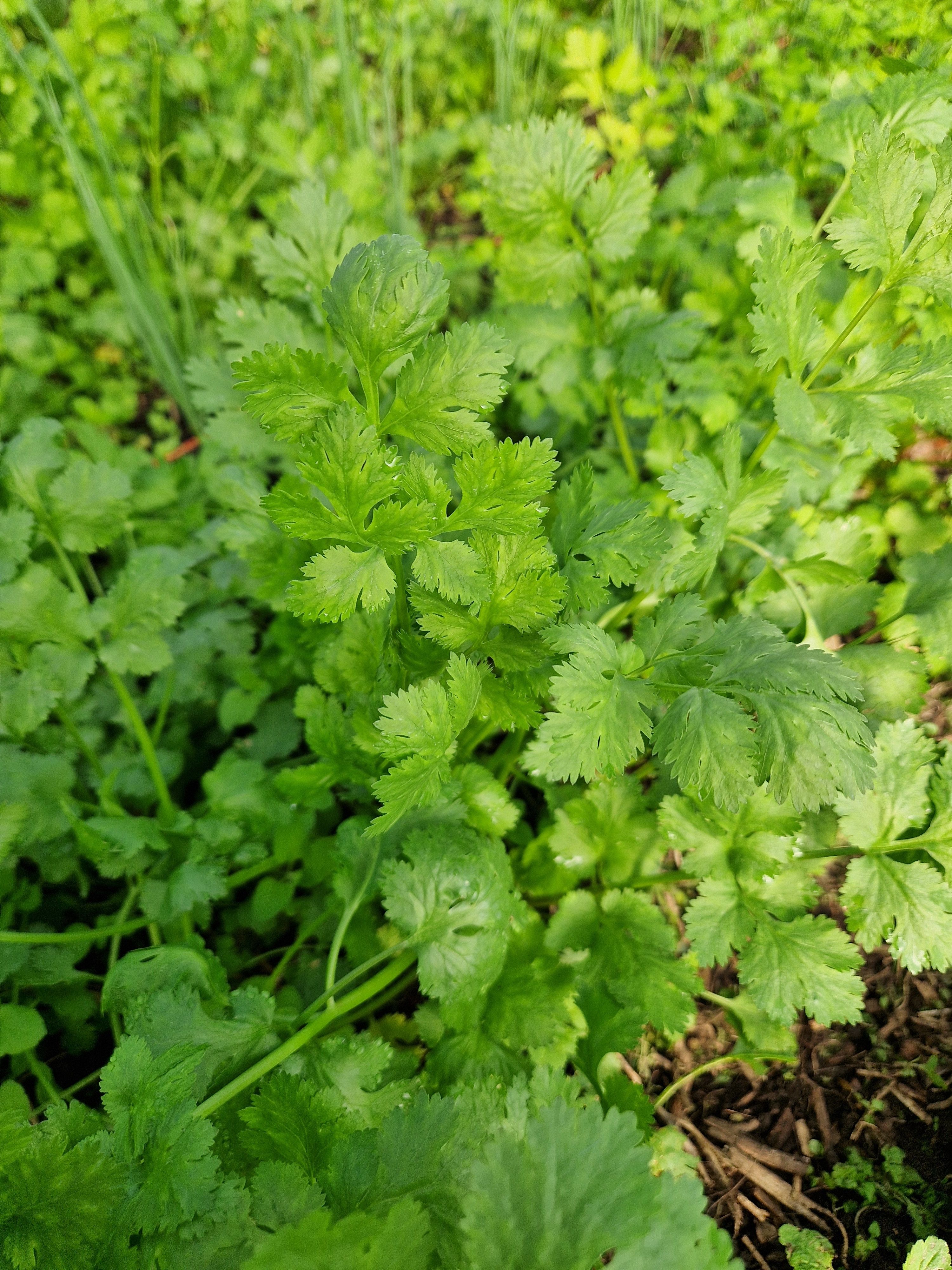 Image of Herb - Coriander