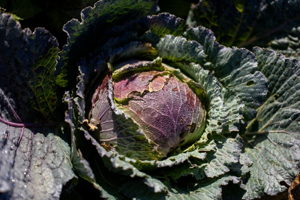Image of Vegetables