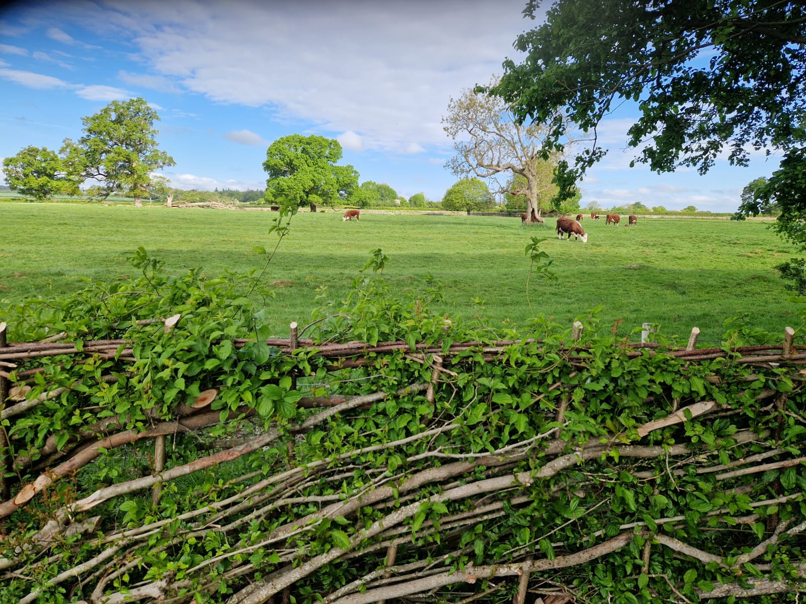 Image of Spring on the farm