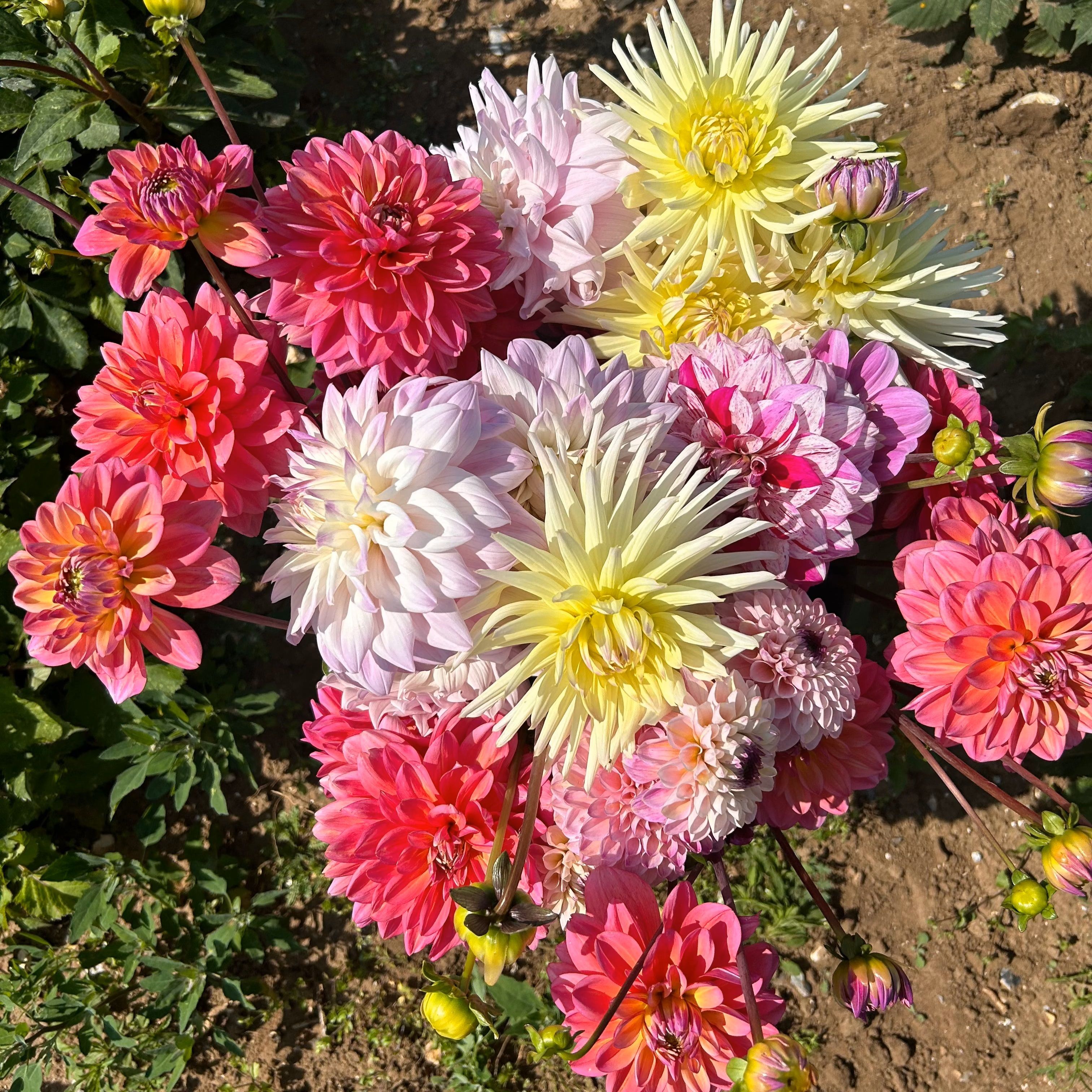 Ready-to-Arrange Bucket (Mixed Dahlias)