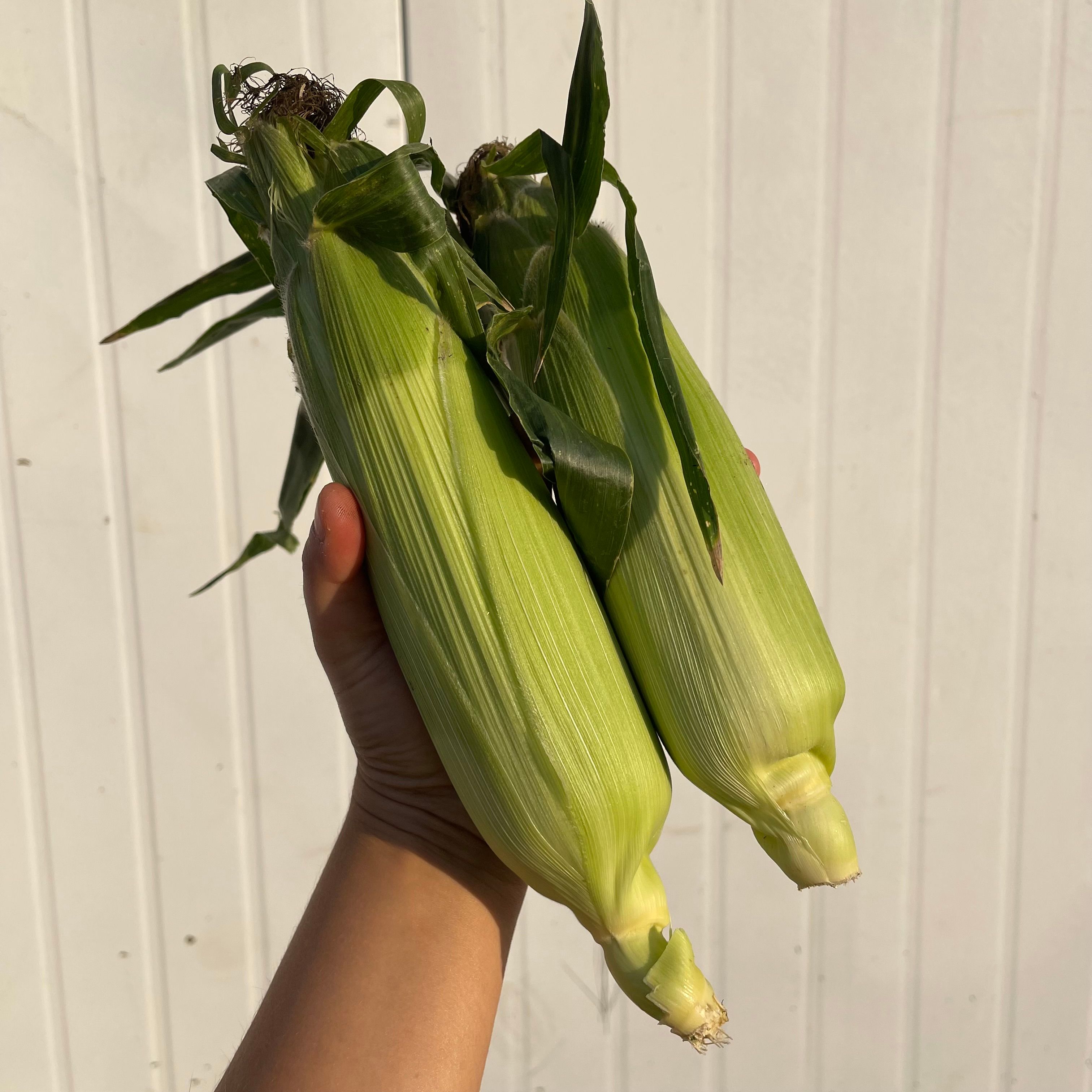 Image of Sweetcorn