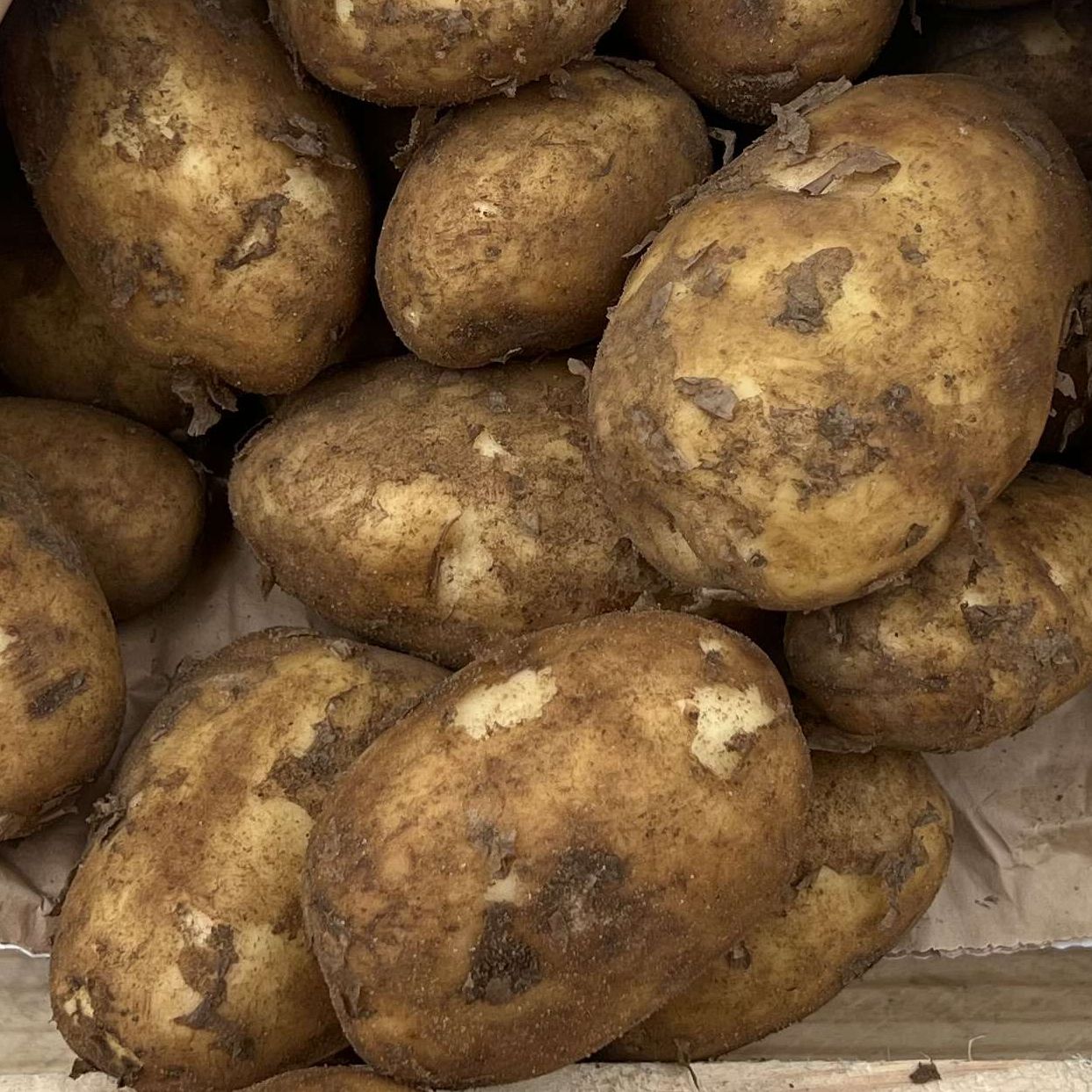 Image of Potato - Acoustic (Organic)
(1kg)