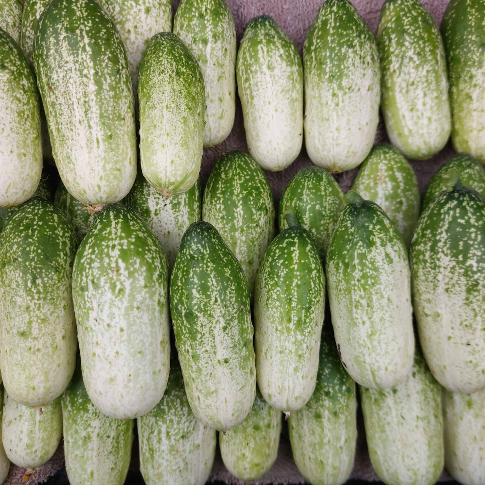 Love Bug Cucumbers