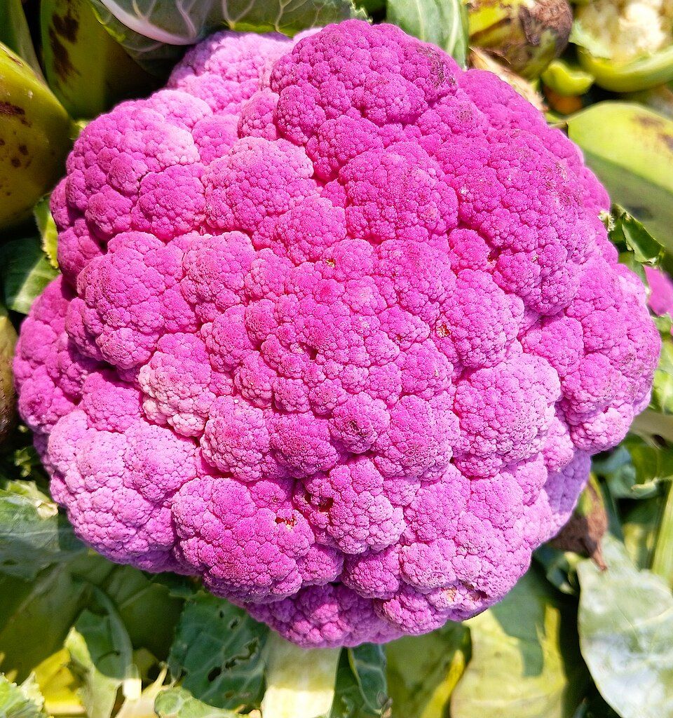 Cauliflower, Purple