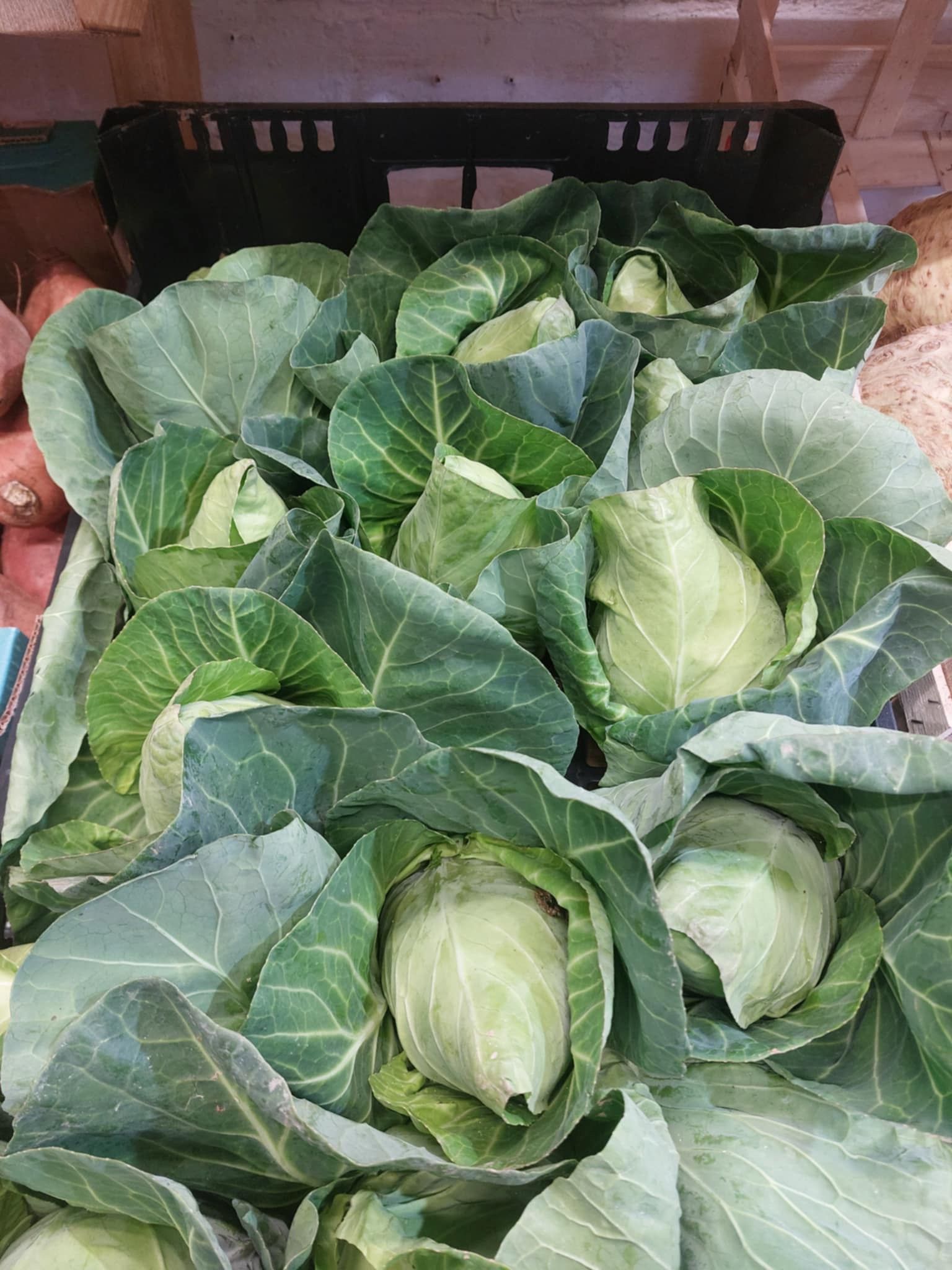 Hispi cabbage