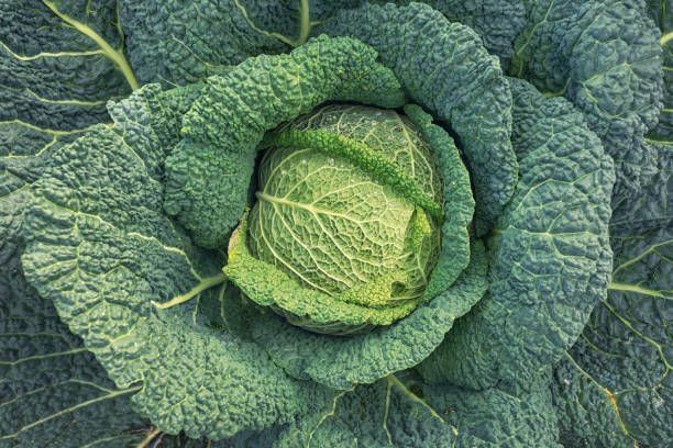 Image of Organic Cabbage