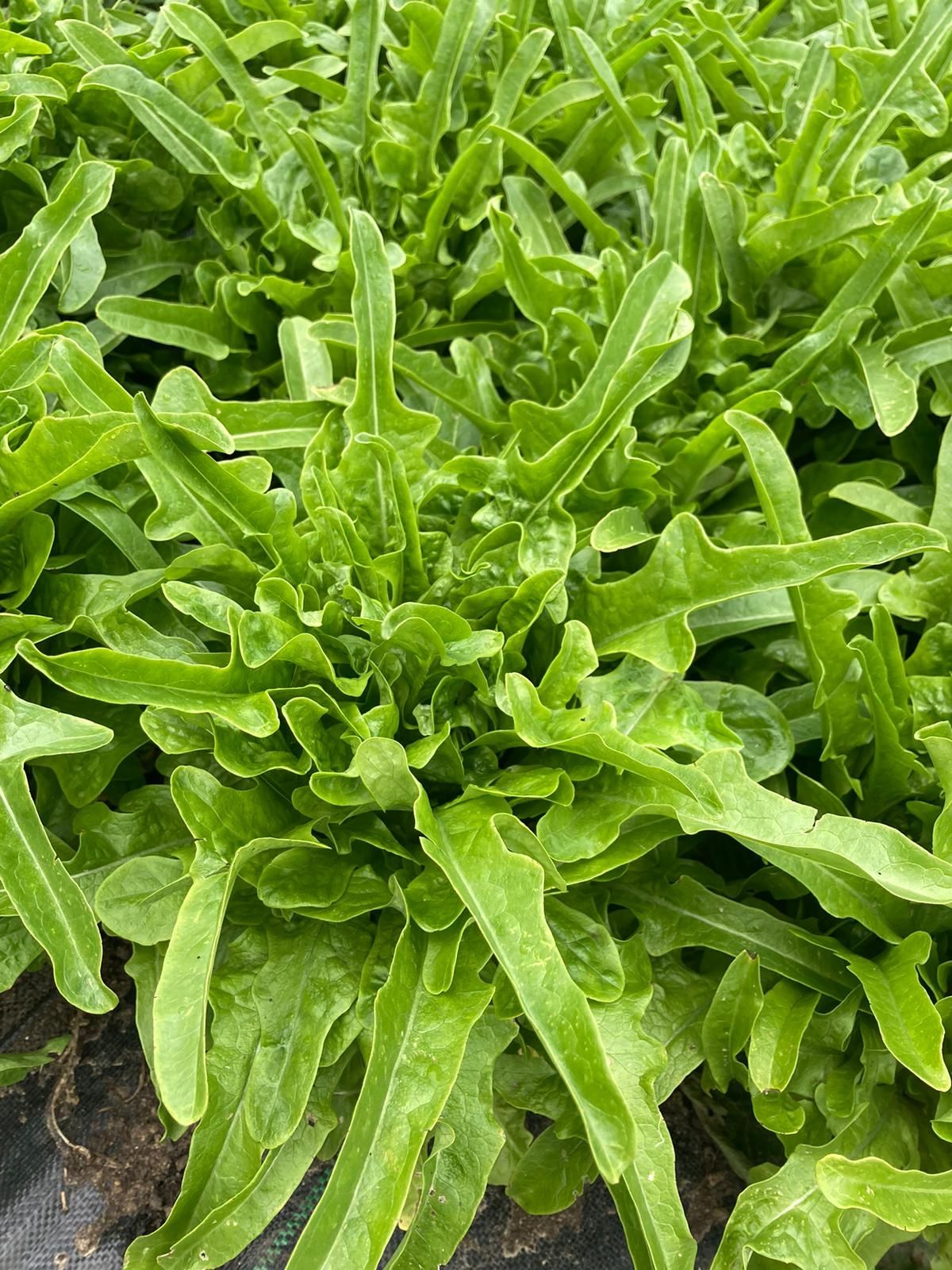 Image of Oak Leaf Lettuce (x2)