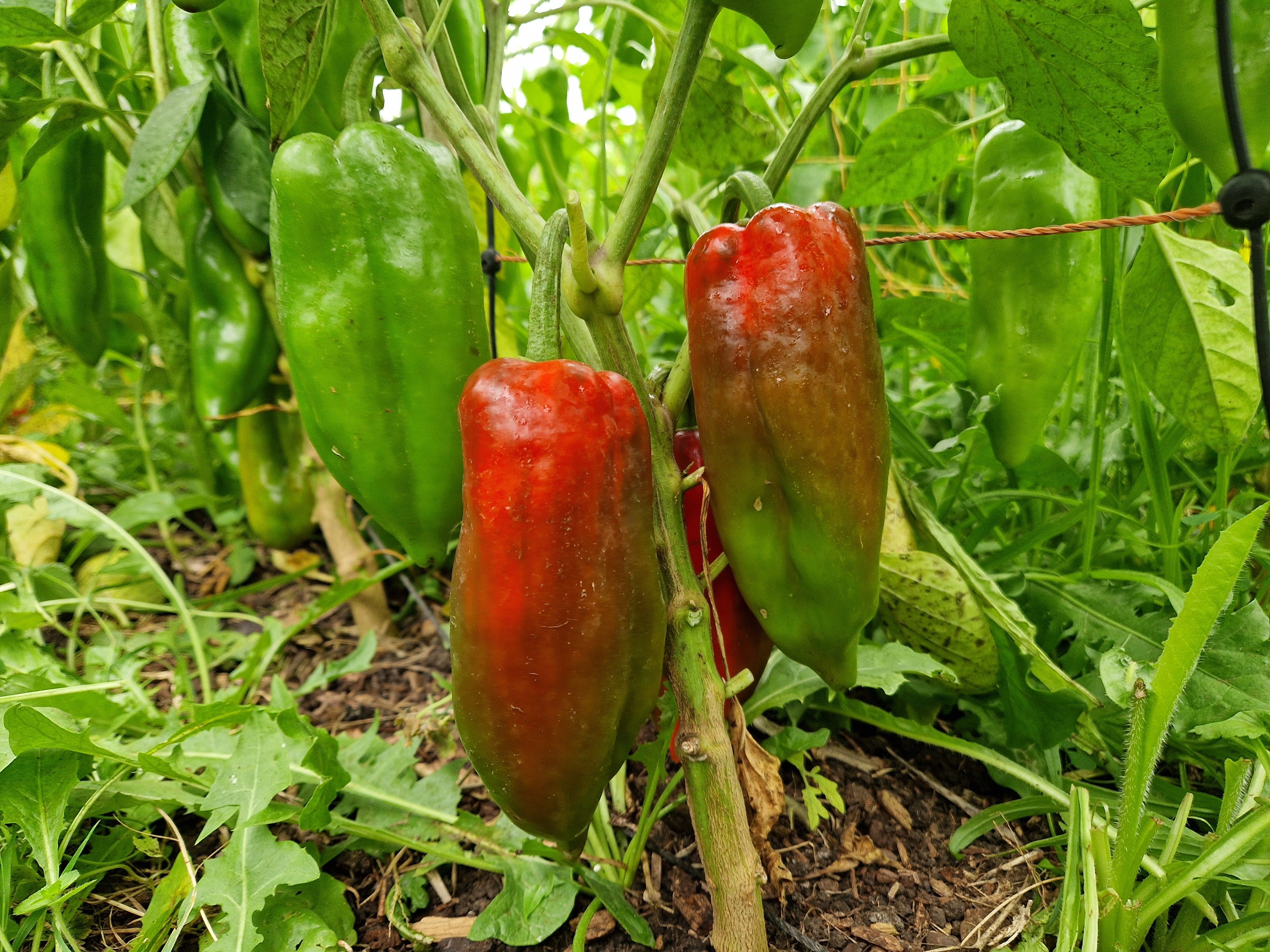 Image of Peppers