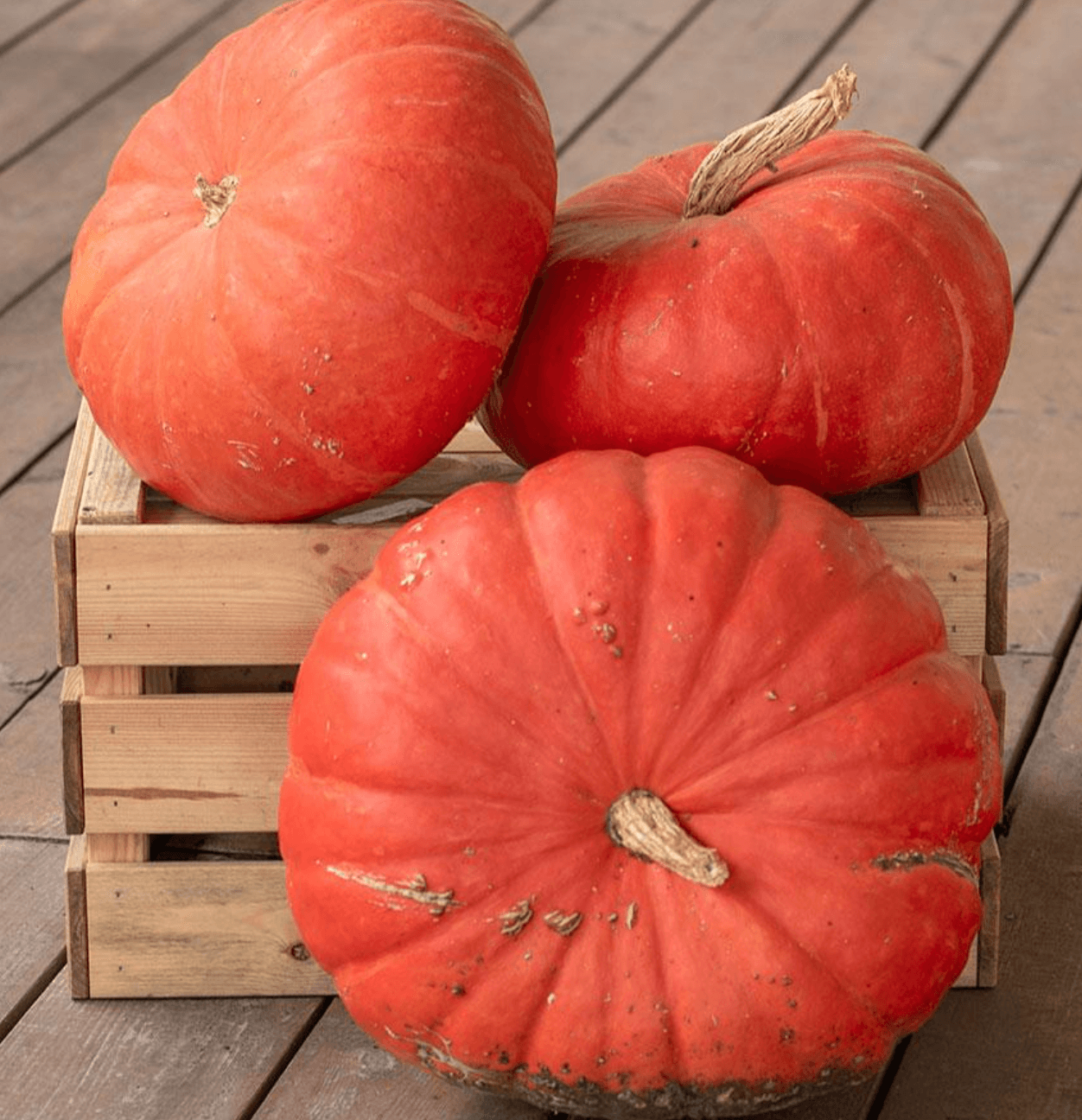 Image of Pumpkin [Rouge vif D'Etampes]