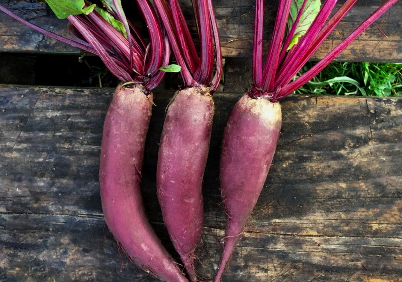 Beetroot [Cylindra]