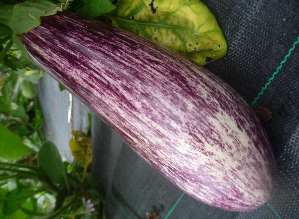 Aubergine, pinstripe